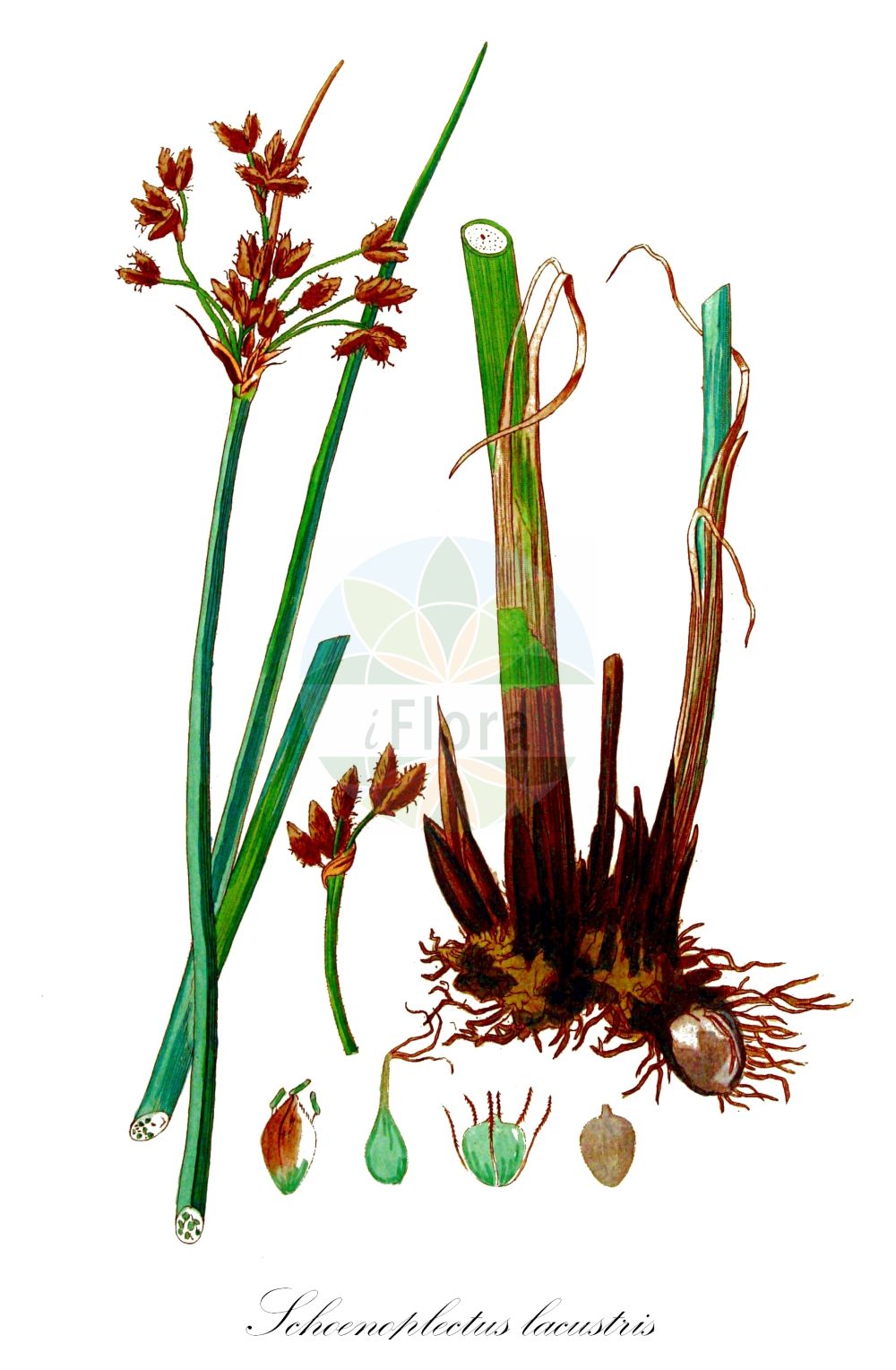 Historische Abbildung von Schoenoplectus lacustris (Gewöhnliche Teichsimse - Common Club-rush). Das Bild zeigt Blatt, Bluete, Frucht und Same. ---- Historical Drawing of Schoenoplectus lacustris (Gewöhnliche Teichsimse - Common Club-rush). The image is showing leaf, flower, fruit and seed.(Schoenoplectus lacustris,Gewöhnliche Teichsimse,Common Club-rush,Schoenoplectus lacustris,Scirpus lacustris,Gewoehnliche Teichsimse,Flecht-Simse,Graue Seebinse,Graugruene Teichsimse,Gruene Teichbinse,Salz-Binse,Salz-Teichsimse,Seebinse,Common Club-rush,Softstem Bulrush,Lakeshore Bulrush,Matrush,Schoenoplectus,Teichsimse,Bulrush,Cyperaceae,Sauergräser,Sedge family,Blatt,Bluete,Frucht,Same,leaf,flower,fruit,seed,Kops (1800-1934))