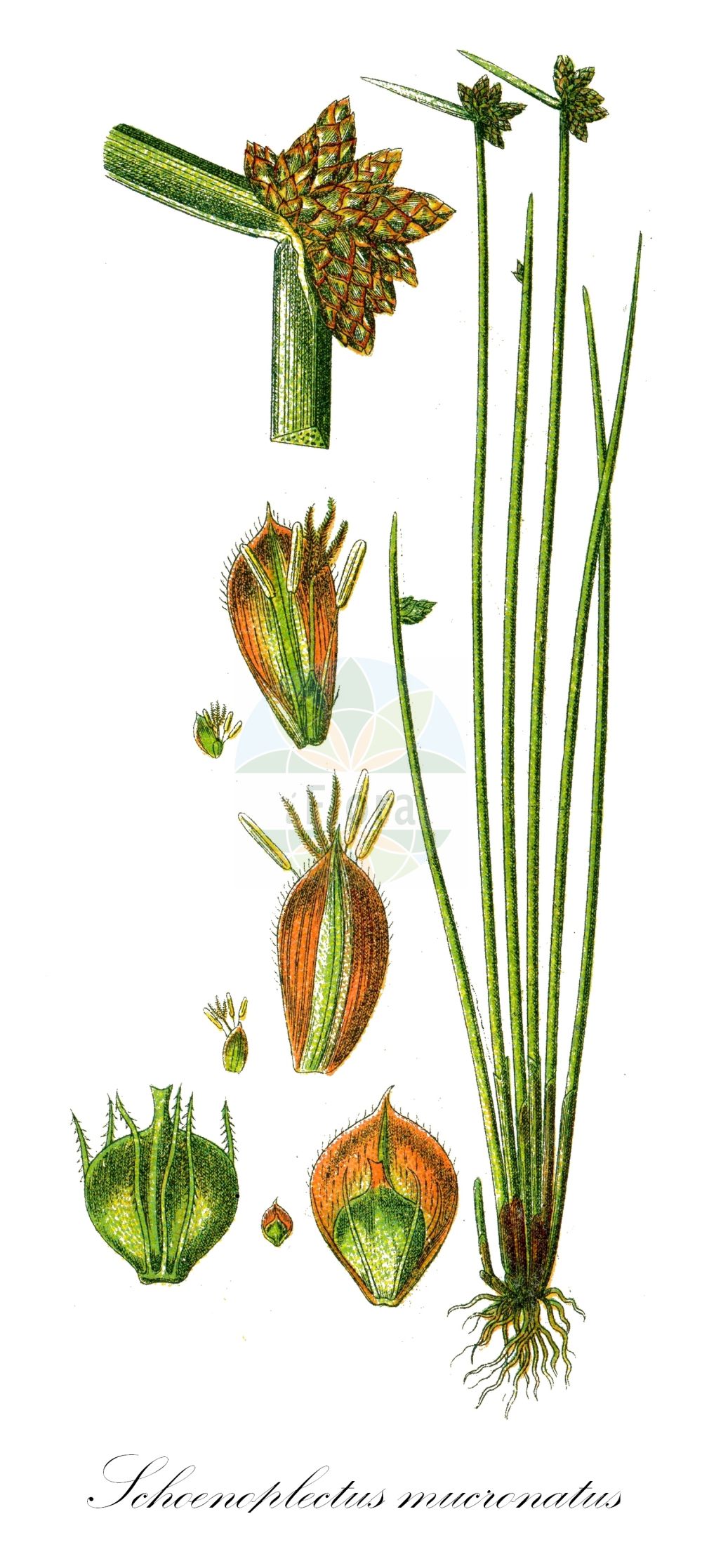 Historische Abbildung von Schoenoplectus mucronatus (Stachelspitzige Teichsimse - Rice-field Bulrush). Das Bild zeigt Blatt, Bluete, Frucht und Same. ---- Historical Drawing of Schoenoplectus mucronatus (Stachelspitzige Teichsimse - Rice-field Bulrush). The image is showing leaf, flower, fruit and seed.(Schoenoplectus mucronatus,Stachelspitzige Teichsimse,Rice-field Bulrush,Schoenoplectus mucronatus,Scirpus mucronatus,Stachelspitzige Teichsimse,Stachelige Teichbinse,Rice-field Bulrush,Bog Bulrush,Rough-seed Bulrush,Rough-seed Clubrush,Schoenoplectus,Teichsimse,Bulrush,Cyperaceae,Sauergräser,Sedge family,Blatt,Bluete,Frucht,Same,leaf,flower,fruit,seed,Sturm (1796f))