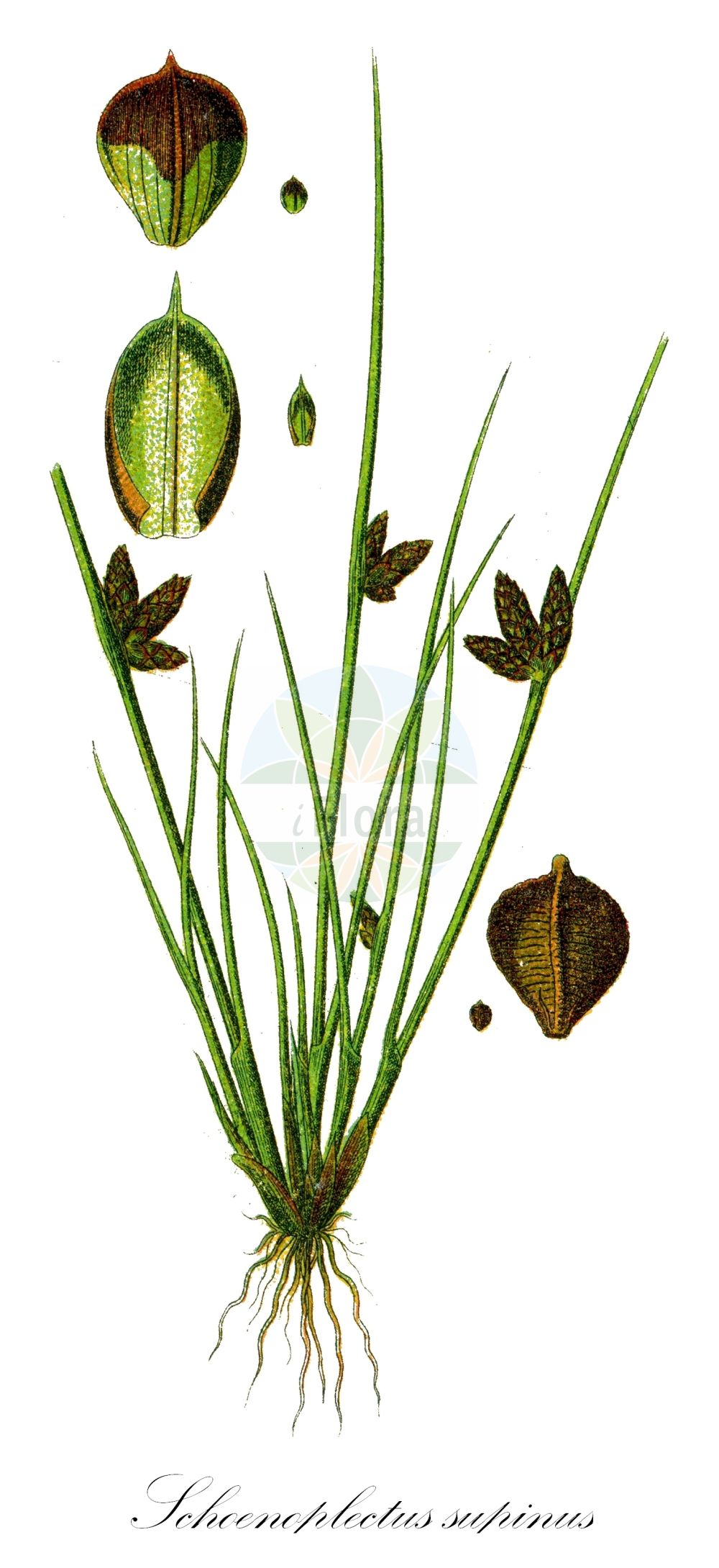 Historische Abbildung von Schoenoplectus supinus (Niedrige Teichsimse - Dwarf Clubrush). Das Bild zeigt Blatt, Bluete, Frucht und Same. ---- Historical Drawing of Schoenoplectus supinus (Niedrige Teichsimse - Dwarf Clubrush). The image is showing leaf, flower, fruit and seed.(Schoenoplectus supinus,Niedrige Teichsimse,Dwarf Clubrush,Isolepis supina,Schoenoplectiella supina,Schoenoplectus melanospermus,Schoenoplectus supinus,Scirpus melanospermus,Scirpus supinus,Scirpus supinus subsp. eu-supinus,Niedrige Teichsimse,Zwerg-Teichbinse,Dwarf Clubrush,Schoenoplectus,Teichsimse,Bulrush,Cyperaceae,Sauergräser,Sedge family,Blatt,Bluete,Frucht,Same,leaf,flower,fruit,seed,Sturm (1796f))