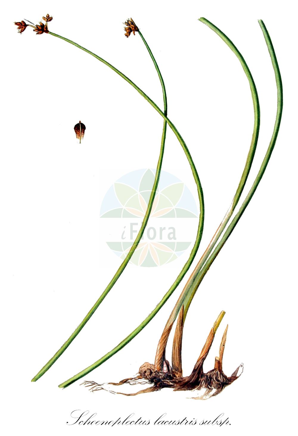 Historische Abbildung von Schoenoplectus lacustris subsp. glaucus (Salz-Teichsimse - Grey Club-rush). Das Bild zeigt Blatt, Bluete, Frucht und Same. ---- Historical Drawing of Schoenoplectus lacustris subsp. glaucus (Salz-Teichsimse - Grey Club-rush). The image is showing leaf, flower, fruit and seed.(Schoenoplectus lacustris subsp. glaucus,Salz-Teichsimse,Grey Club-rush,Scirpus tabernaemontani,Salz-Teichsimse,Grey Club-rush,Gray Clubrush,Great Bulrush,Soft-stem Bulrush,Schoenoplectus,Teichsimse,Bulrush,Cyperaceae,Sauergräser,Sedge family,Blatt,Bluete,Frucht,Same,leaf,flower,fruit,seed,Kops (1800-1934))