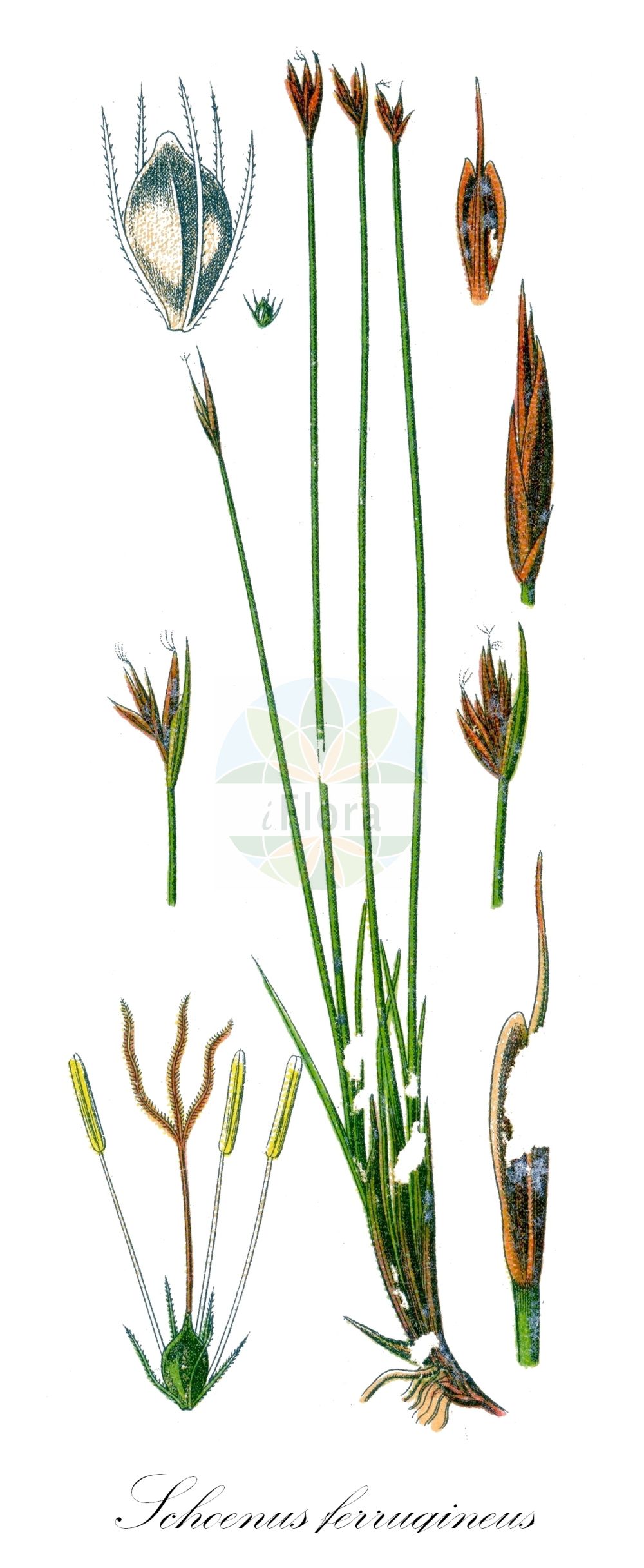 Historische Abbildung von Schoenus ferrugineus (Rostrotes Kopfried - Brown Bog-rush). Das Bild zeigt Blatt, Bluete, Frucht und Same. ---- Historical Drawing of Schoenus ferrugineus (Rostrotes Kopfried - Brown Bog-rush). The image is showing leaf, flower, fruit and seed.(Schoenus ferrugineus,Rostrotes Kopfried,Brown Bog-rush,Schoenus karpatii,Schoenus ferrugineus,Rostrotes Kopfried,Brown Bog-rush,Schoenus,Kopfried,Bogrush,Cyperaceae,Sauergräser,Sedge family,Blatt,Bluete,Frucht,Same,leaf,flower,fruit,seed,Sturm (1796f))