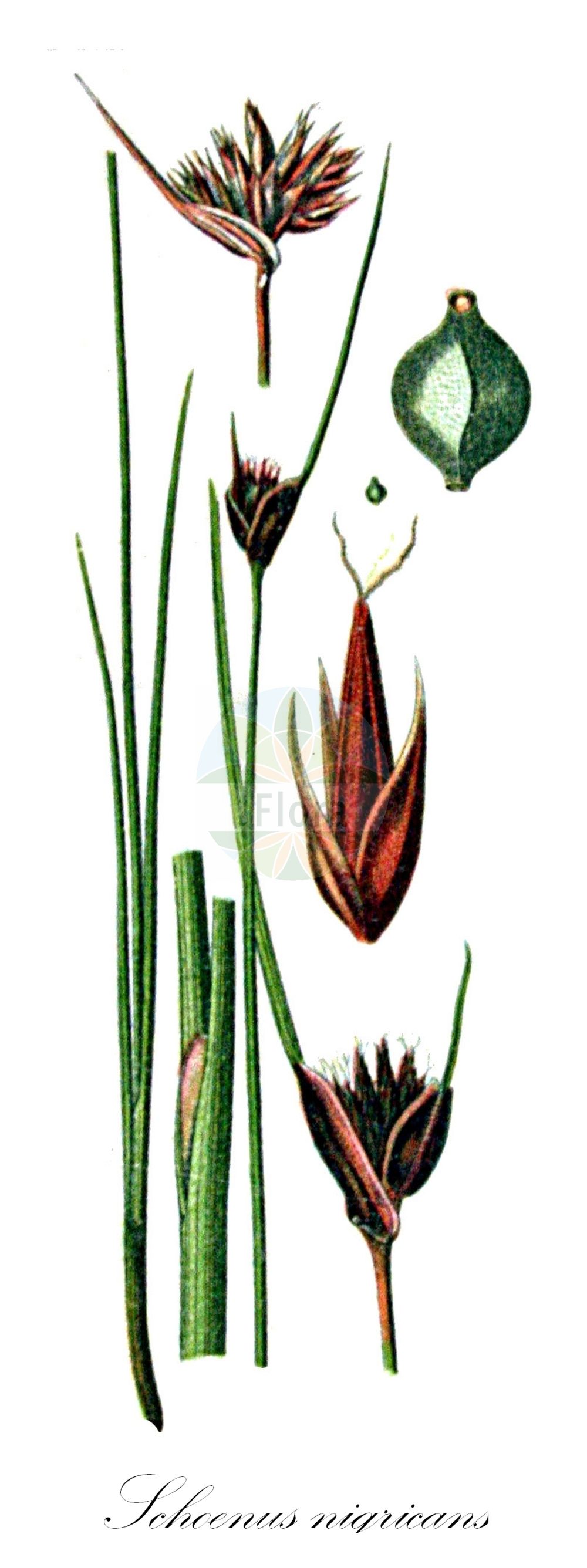 Historische Abbildung von Schoenus nigricans (Schwarzes Kopfried - Black Bog-rush). Das Bild zeigt Blatt, Bluete, Frucht und Same. ---- Historical Drawing of Schoenus nigricans (Schwarzes Kopfried - Black Bog-rush). The image is showing leaf, flower, fruit and seed.(Schoenus nigricans,Schwarzes Kopfried,Black Bog-rush,Schoenus nigricans,Schwarzes Kopfried,Black Bog-rush,Bogrush,Schoenus,Kopfried,Bogrush,Cyperaceae,Sauergräser,Sedge family,Blatt,Bluete,Frucht,Same,leaf,flower,fruit,seed,Sturm (1796f))