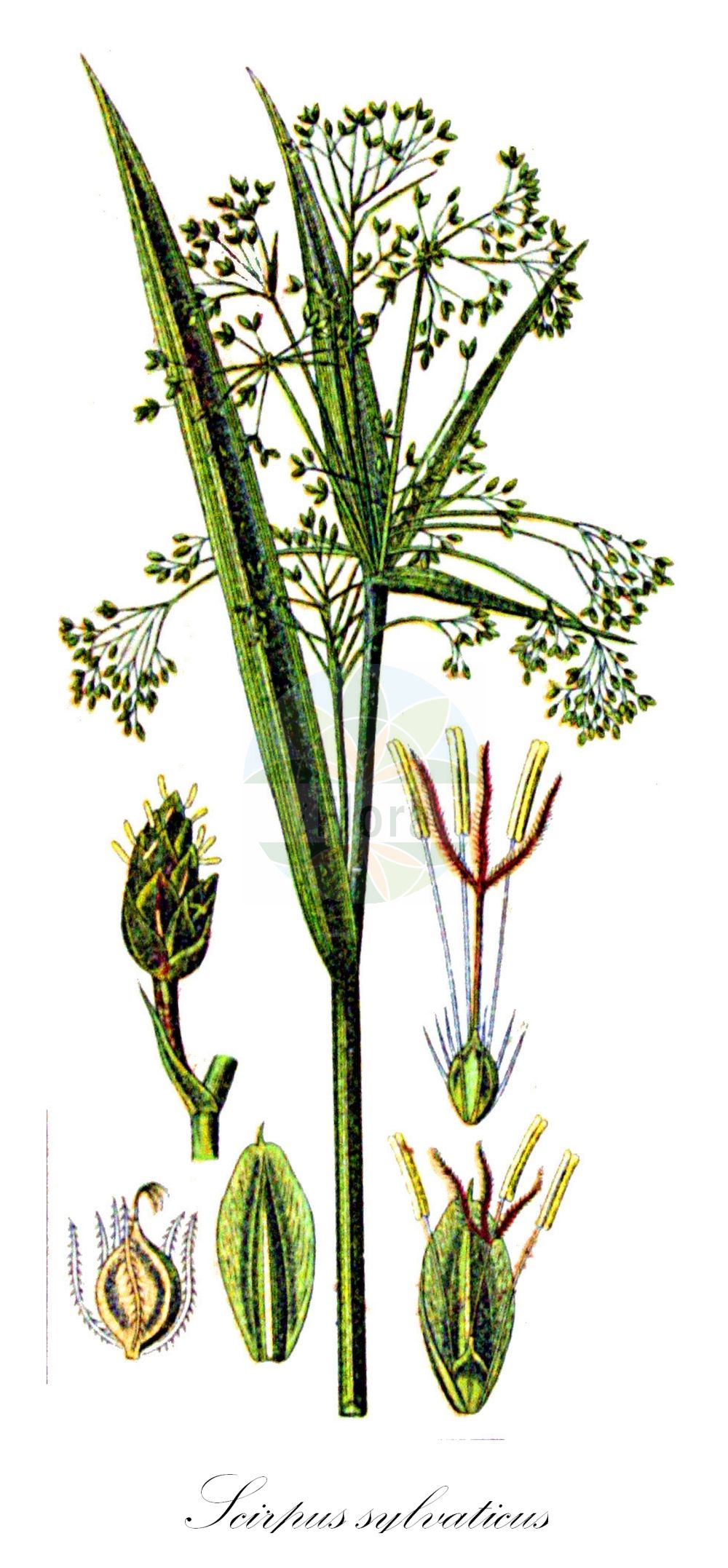 Historische Abbildung von Scirpus sylvaticus (Wald-Simse - Wood Club-rush). Das Bild zeigt Blatt, Bluete, Frucht und Same. ---- Historical Drawing of Scirpus sylvaticus (Wald-Simse - Wood Club-rush). The image is showing leaf, flower, fruit and seed.(Scirpus sylvaticus,Wald-Simse,Wood Club-rush,Scirpus sylvaticus,Wald-Simse,Wood Club-rush,Scirpus,Simse,Club-rush,Cyperaceae,Sauergräser,Sedge family,Blatt,Bluete,Frucht,Same,leaf,flower,fruit,seed,Sturm (1796f))