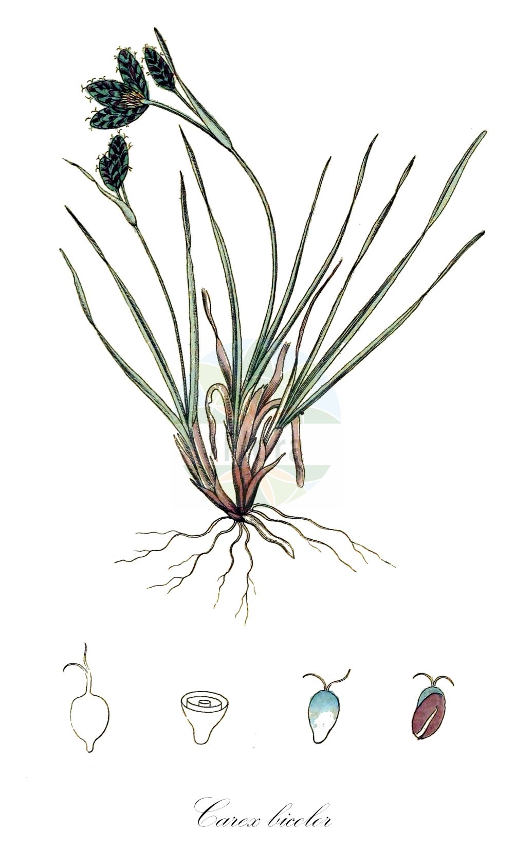 Historische Abbildung von Carex bicolor. Das Bild zeigt Blatt, Bluete, Frucht und Same. ---- Historical Drawing of Carex bicolor. The image is showing leaf, flower, fruit and seed.(Carex bicolor,Carex bicolor,Carex,Segge,Sedge,Cyperaceae,Sauergräser,Sedge family,Blatt,Bluete,Frucht,Same,leaf,flower,fruit,seed,Svensk Botanik (Svensk Botanik))