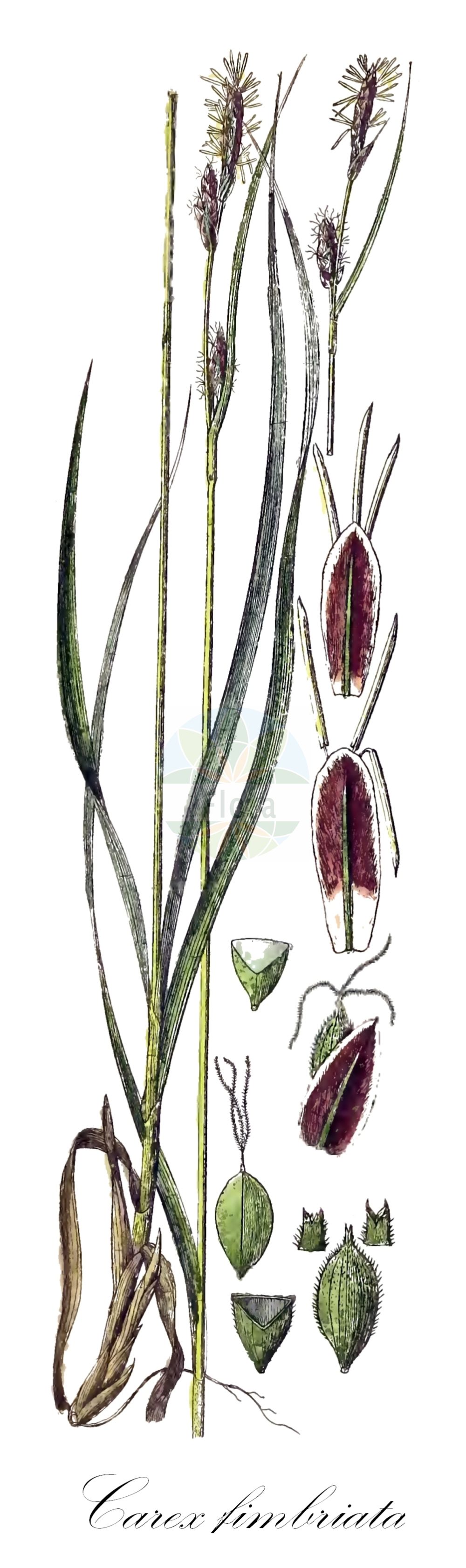 Historische Abbildung von Carex fimbriata. Das Bild zeigt Blatt, Bluete, Frucht und Same. ---- Historical Drawing of Carex fimbriata. The image is showing leaf, flower, fruit and seed.(Carex fimbriata,Carex fimbriata,Carex hispidula,Carex,Segge,Sedge,Cyperaceae,Sauergräser,Sedge family,Blatt,Bluete,Frucht,Same,leaf,flower,fruit,seed,Schkuhr (1801))