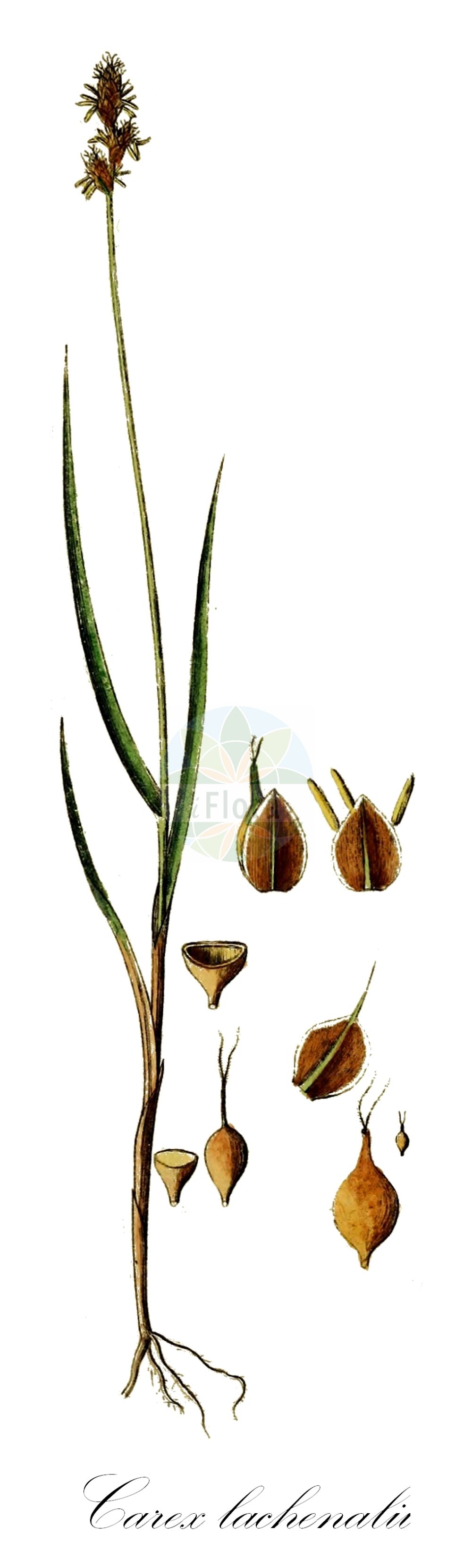 Historische Abbildung von Carex lachenalii (Hare's-foot Sedge). Das Bild zeigt Blatt, Bluete, Frucht und Same. ---- Historical Drawing of Carex lachenalii (Hare's-foot Sedge). The image is showing leaf, flower, fruit and seed.(Carex lachenalii,Hare's-foot Sedge,Carex lachenalii,Carex lagopina,Carex tripartita,Vignea lachenalii,Carex,Segge,Sedge,Cyperaceae,Sauergräser,Sedge family,Blatt,Bluete,Frucht,Same,leaf,flower,fruit,seed,Schkuhr (1801))