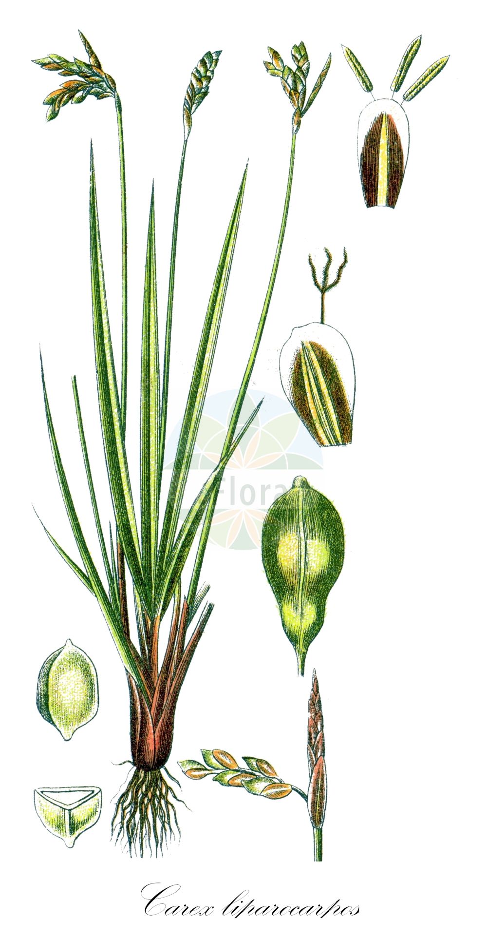 Historische Abbildung von Carex liparocarpos. Das Bild zeigt Blatt, Bluete, Frucht und Same. ---- Historical Drawing of Carex liparocarpos. The image is showing leaf, flower, fruit and seed.(Carex liparocarpos,Carex liparocarpos,Carex,Segge,Sedge,Cyperaceae,Sauergräser,Sedge family,Blatt,Bluete,Frucht,Same,leaf,flower,fruit,seed,Sturm (1796f))