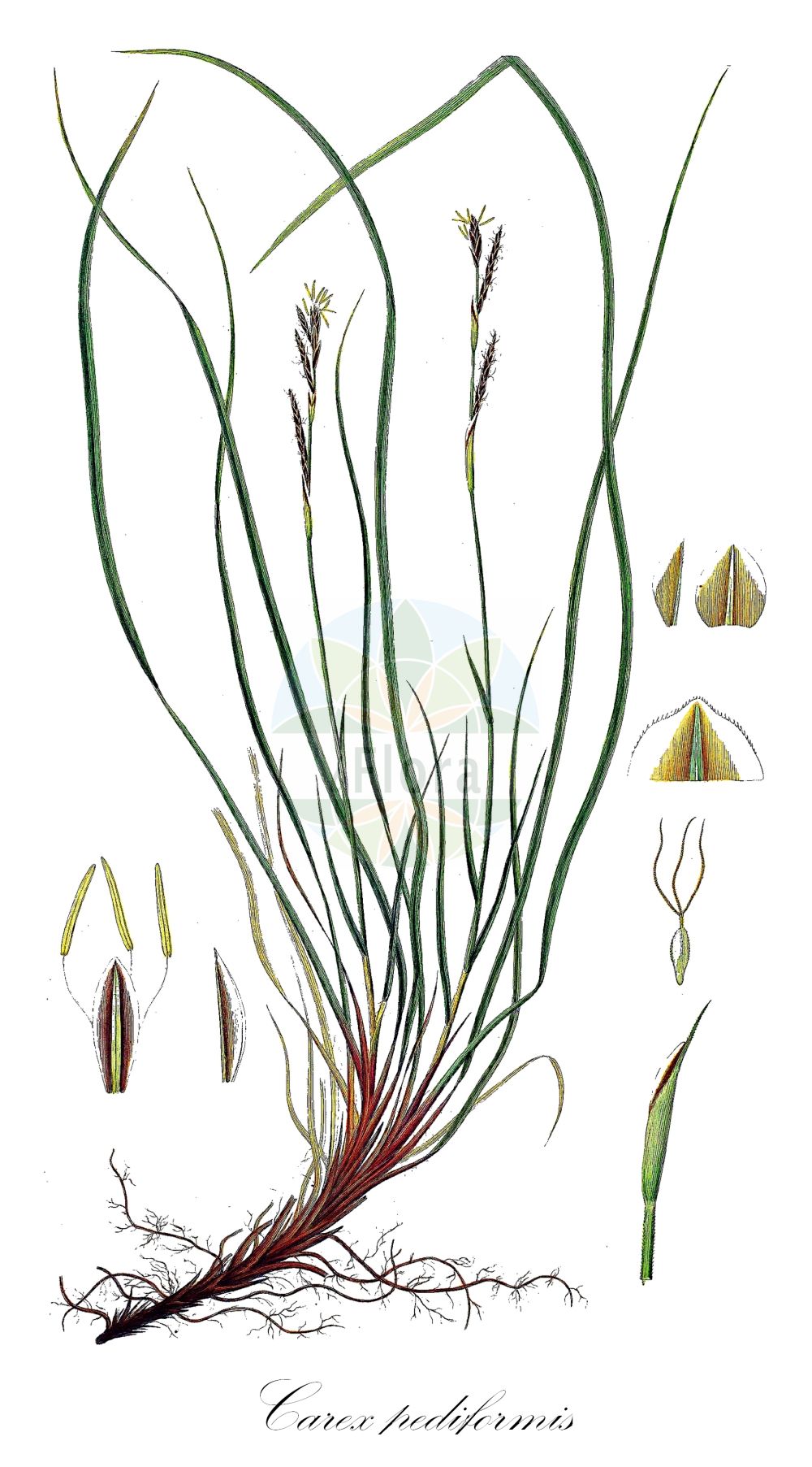 Historische Abbildung von Carex pediformis. Das Bild zeigt Blatt, Bluete, Frucht und Same. ---- Historical Drawing of Carex pediformis. The image is showing leaf, flower, fruit and seed.(Carex pediformis,Carex pediformis,Carex,Segge,Sedge,Cyperaceae,Sauergräser,Sedge family,Blatt,Bluete,Frucht,Same,leaf,flower,fruit,seed,Oeder (1761-1883))