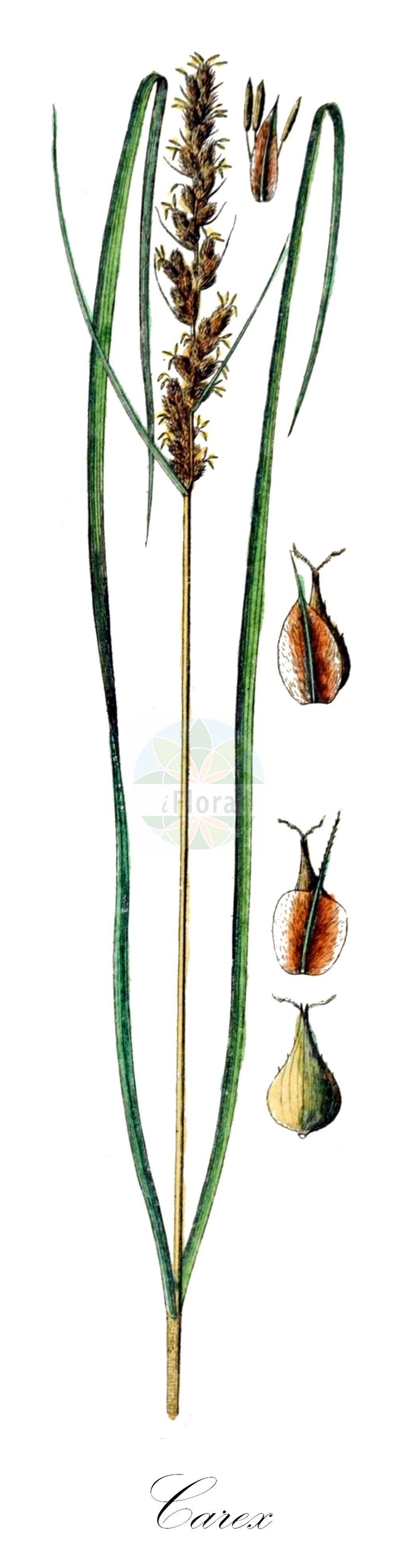 Historische Abbildung von Carex vulpinoidea. Das Bild zeigt Blatt, Bluete, Frucht und Same. ---- Historical Drawing of Carex vulpinoidea. The image is showing leaf, flower, fruit and seed.(Carex vulpinoidea,Carex vulpinoidea,Vignea vulpinoidea,Carex,Segge,Sedge,Cyperaceae,Sauergräser,Sedge family,Blatt,Bluete,Frucht,Same,leaf,flower,fruit,seed,Schkuhr (1801))