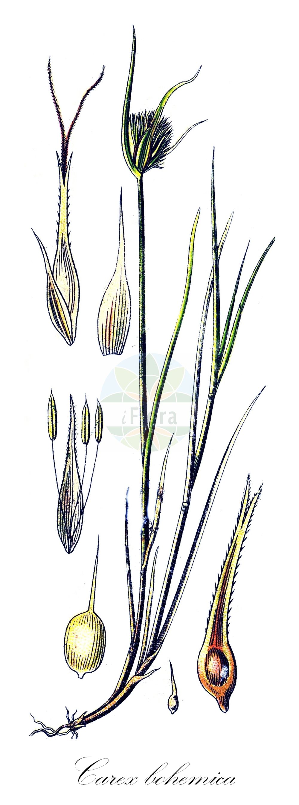 Historische Abbildung von Carex bohemica (Zypergras-Segge - Bohemian Sedge). Das Bild zeigt Blatt, Bluete, Frucht und Same. ---- Historical Drawing of Carex bohemica (Zypergras-Segge - Bohemian Sedge). The image is showing leaf, flower, fruit and seed.(Carex bohemica,Zypergras-Segge,Bohemian Sedge,Carex bohemica,Carex cyperoides,Vignea bohemica,Zypergras-Segge,Carex cyperoides L.,Bohemian Sedge,Carex,Segge,Sedge,Cyperaceae,Sauergräser,Sedge family,Blatt,Bluete,Frucht,Same,leaf,flower,fruit,seed,Sturm (1796f))