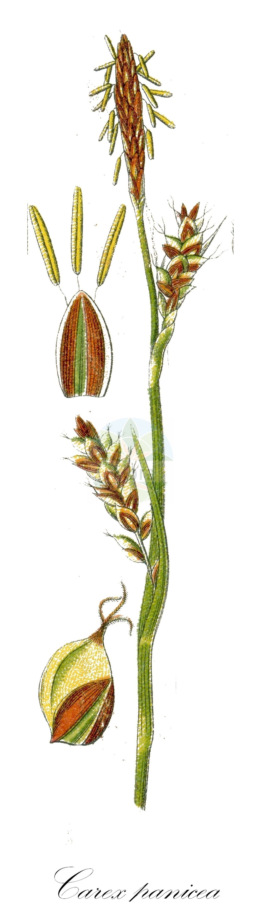 Historische Abbildung von Carex panicea (Hirse-Segge - Carnation Sedge). Das Bild zeigt Blatt, Bluete, Frucht und Same. ---- Historical Drawing of Carex panicea (Hirse-Segge - Carnation Sedge). The image is showing leaf, flower, fruit and seed.(Carex panicea,Hirse-Segge,Carnation Sedge,Carex panicea,Carex panicea subsp. dalmatica,Hirse-Segge,Carnation Sedge,Carnation Grass,Grass-like Sedge,Carex,Segge,Sedge,Cyperaceae,Sauergräser,Sedge family,Blatt,Bluete,Frucht,Same,leaf,flower,fruit,seed,Sturm (1796f))