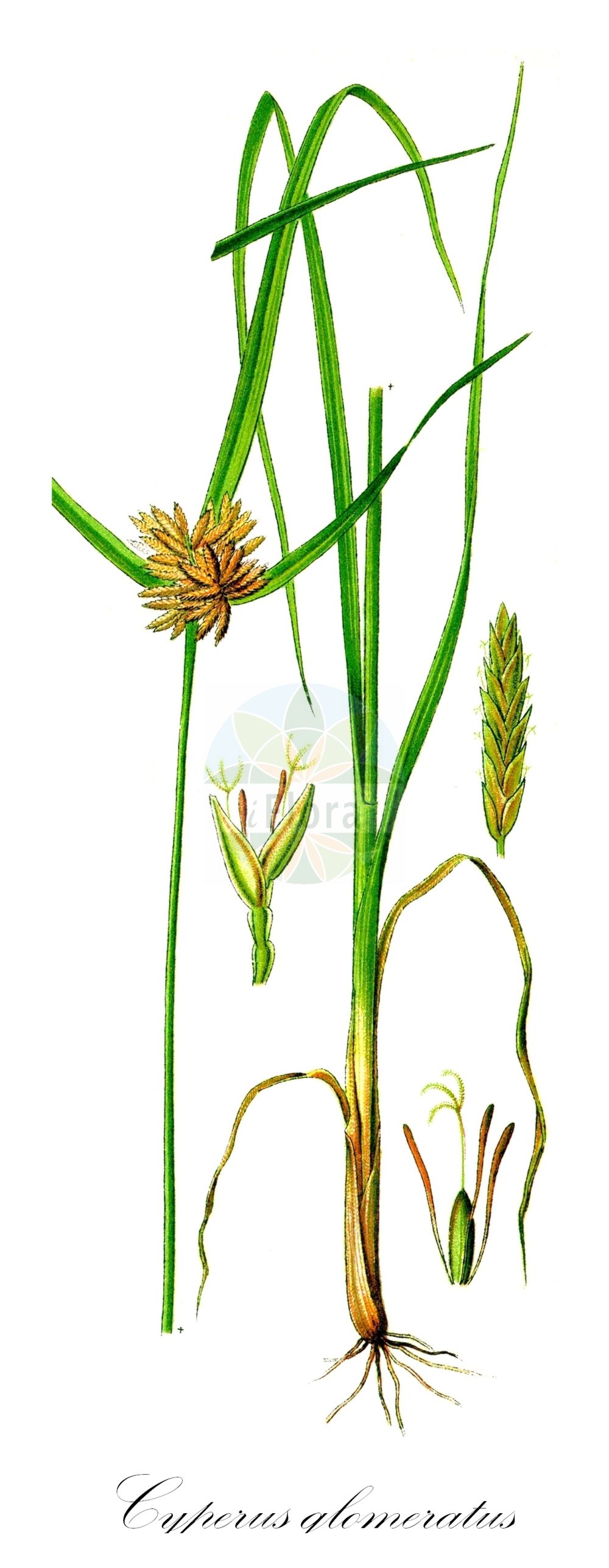 Historische Abbildung von Cyperus glomeratus. Das Bild zeigt Blatt, Bluete, Frucht und Same. ---- Historical Drawing of Cyperus glomeratus. The image is showing leaf, flower, fruit and seed.(Cyperus glomeratus,Chlorocyperus glomeratus,Cyperus glomeratus,Pycreus glomeratus,Cyperus,Zypergras,Flatsedge,Cyperaceae,Sauergräser,Sedge family,Blatt,Bluete,Frucht,Same,leaf,flower,fruit,seed,Thomé (1885))