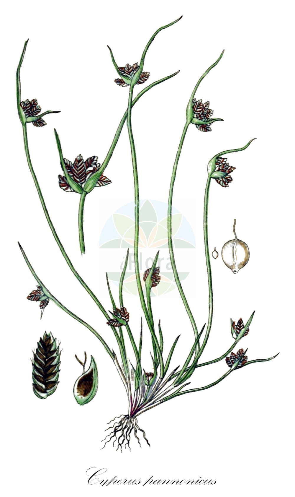 Cyperus pannonicus - Cyperaceae,Plantae,Pteridobiotina,Angiosperms,Poales,Cyperaceae,Cyperus,Cyperus pannonicus,Acorellus pannonicus, Chlorocyperus pannonicus, Cyperus tataricus, Juncellus pannonicus, Pycreus pannonicus,Pannonisches Zypergras;souchet de Hongrie;ситничек венгерский;truskë;panonski slatinski šilj;magyar palka;аїрник панонський;унгарски акорелус;панонски слатински шиљ