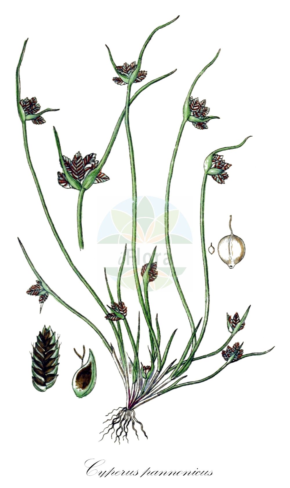 Historische Abbildung von Cyperus pannonicus. Das Bild zeigt Blatt, Bluete, Frucht und Same. ---- Historical Drawing of Cyperus pannonicus. The image is showing leaf, flower, fruit and seed.(Cyperus pannonicus,Acorellus pannonicus,Cyperus pannonicus,Juncellus pannonicus,Cyperus,Zypergras,Flatsedge,Cyperaceae,Sauergräser,Sedge family,Blatt,Bluete,Frucht,Same,leaf,flower,fruit,seed,Sturm (1796f))