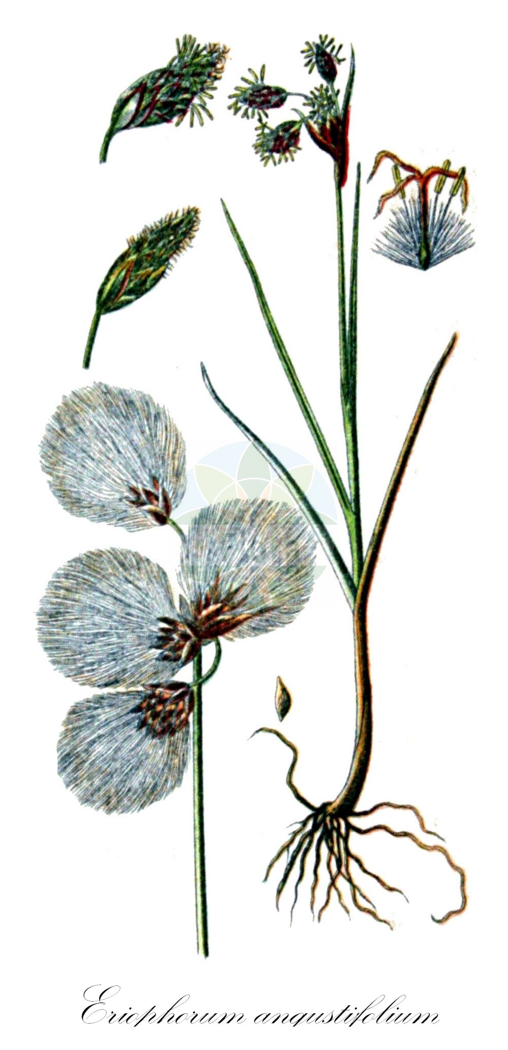 Historische Abbildung von Eriophorum angustifolium (Schmalblättriges Wollgras - Common Cottongrass). Das Bild zeigt Blatt, Bluete, Frucht und Same. ---- Historical Drawing of Eriophorum angustifolium (Schmalblättriges Wollgras - Common Cottongrass). The image is showing leaf, flower, fruit and seed.(Eriophorum angustifolium,Schmalblättriges Wollgras,Common Cottongrass,Eriophorum angustifolium,Eriophorum polystachion,Eriophorum subarcticum,Schmalblaettriges Wollgras,Common Cottongrass,Tall Cottongrass,Eriophorum,Wollgras,Cottongrass,Cyperaceae,Sauergräser,Sedge family,Blatt,Bluete,Frucht,Same,leaf,flower,fruit,seed,Sturm (1796f))