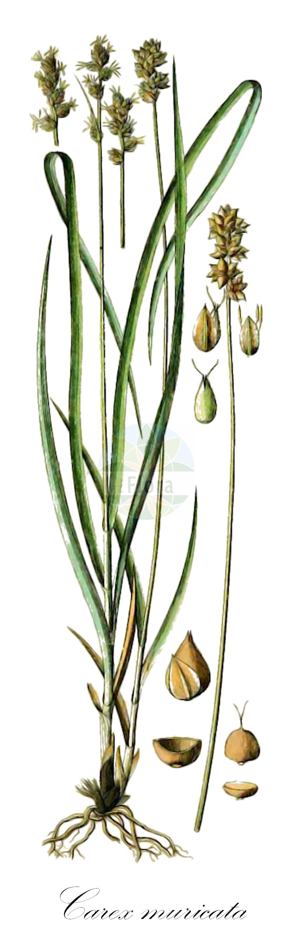 Historische Abbildung von Carex muricata (Sparrige Segge - Large-fruited Prickly-Sedge). Das Bild zeigt Blatt, Bluete, Frucht und Same. ---- Historical Drawing of Carex muricata (Sparrige Segge - Large-fruited Prickly-Sedge). The image is showing leaf, flower, fruit and seed.(Carex muricata,Sparrige Segge,Large-fruited Prickly-Sedge,Carex muricata,Vignea muricata,Sparrige Segge,Large-fruited Prickly-Sedge,Spiked Sedge,Carex,Segge,Sedge,Cyperaceae,Sauergräser,Sedge family,Blatt,Bluete,Frucht,Same,leaf,flower,fruit,seed,Schkuhr (1801))