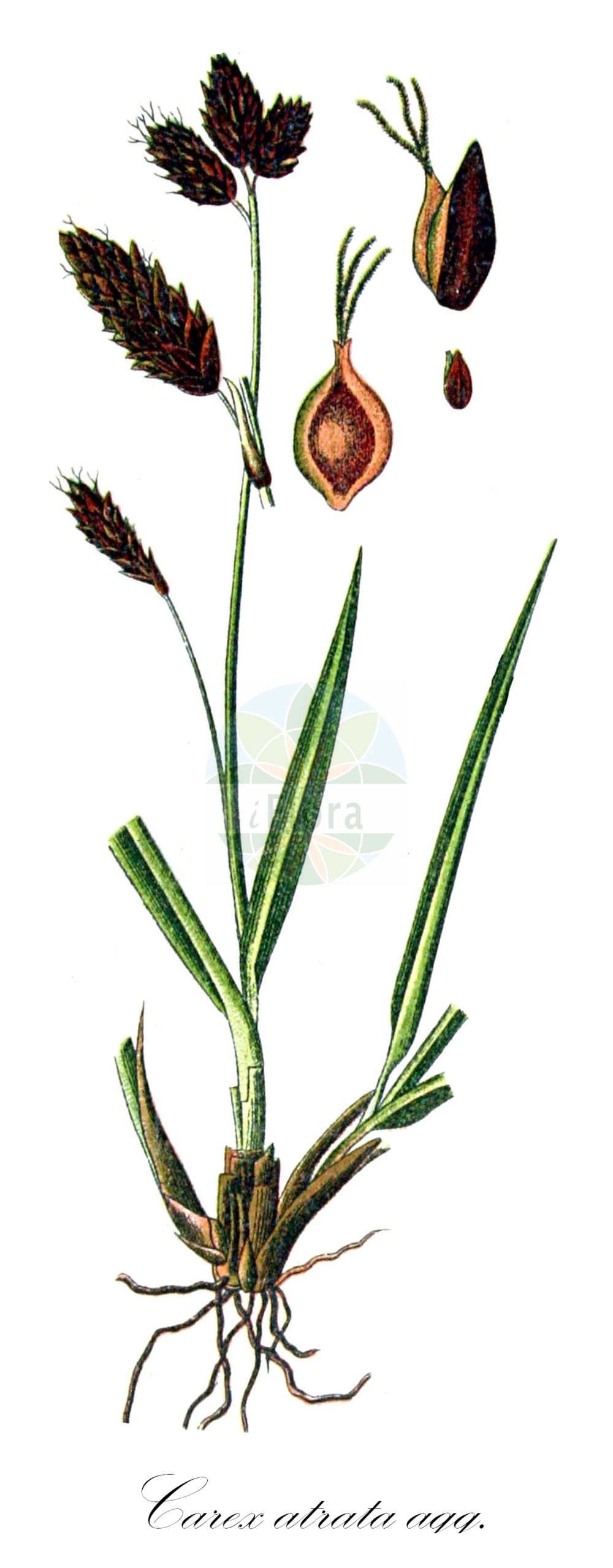 Historische Abbildung von Carex atrata agg. (Trauer-Segge - Black Alpine Sedge). Das Bild zeigt Blatt, Bluete, Frucht und Same. ---- Historical Drawing of Carex atrata agg. (Trauer-Segge - Black Alpine Sedge). The image is showing leaf, flower, fruit and seed.(Carex atrata agg.,Trauer-Segge,Black Alpine Sedge,Trauer-Segge,Trauer-Segge,Black Alpine Sedge,Dark Sedge,Carex,Segge,Sedge,Cyperaceae,Sauergräser,Sedge family,Blatt,Bluete,Frucht,Same,leaf,flower,fruit,seed,Sturm (1796f))