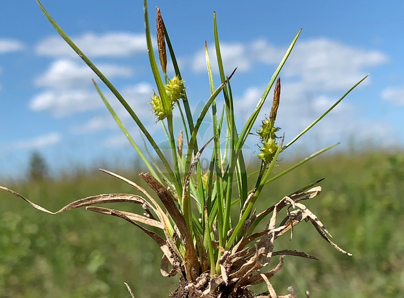 Foto von Carex flava agg. (Gelb-Segge - Large Yellow-Sedge). Das Bild zeigt Blatt, Bluete und Frucht. Das Foto wurde in Grettstädter Wiesen, Schwebheim, Schweinfurt, Bayern, Deutschland, Fränkische Platte aufgenommen. ---- Photo of Carex flava agg. (Gelb-Segge - Large Yellow-Sedge). The image is showing leaf, flower and fruit. The picture was taken in Grettstaedter meadows, Schwebheim, Schweinfurt, Bavaria, Germany, Fraenkische Platte.(Carex flava agg.,Gelb-Segge,Large Yellow-Sedge,Gelb-Segge,Alpen-Gelbsegge,Large Yellow-Sedge,Common Yellow Sedge,Carex,Segge,Sedge,Cyperaceae,Sauergräser,Sedge family,Blatt,Bluete,Frucht,leaf,flower,fruit)