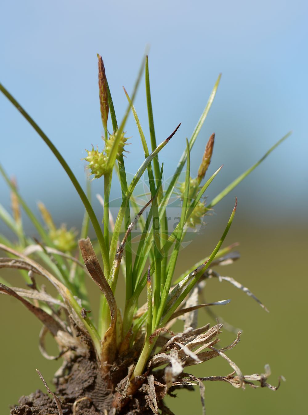 Foto von Carex flava agg. (Gelb-Segge - Large Yellow-Sedge). Das Bild zeigt Blatt, Bluete und Frucht. Das Foto wurde in Grettstädter Wiesen, Schwebheim, Schweinfurt, Bayern, Deutschland, Fränkische Platte aufgenommen. ---- Photo of Carex flava agg. (Gelb-Segge - Large Yellow-Sedge). The image is showing leaf, flower and fruit. The picture was taken in Grettstaedter meadows, Schwebheim, Schweinfurt, Bavaria, Germany, Fraenkische Platte.(Carex flava agg.,Gelb-Segge,Large Yellow-Sedge,Gelb-Segge,Alpen-Gelbsegge,Large Yellow-Sedge,Common Yellow Sedge,Carex,Segge,Sedge,Cyperaceae,Sauergräser,Sedge family,Blatt,Bluete,Frucht,leaf,flower,fruit)