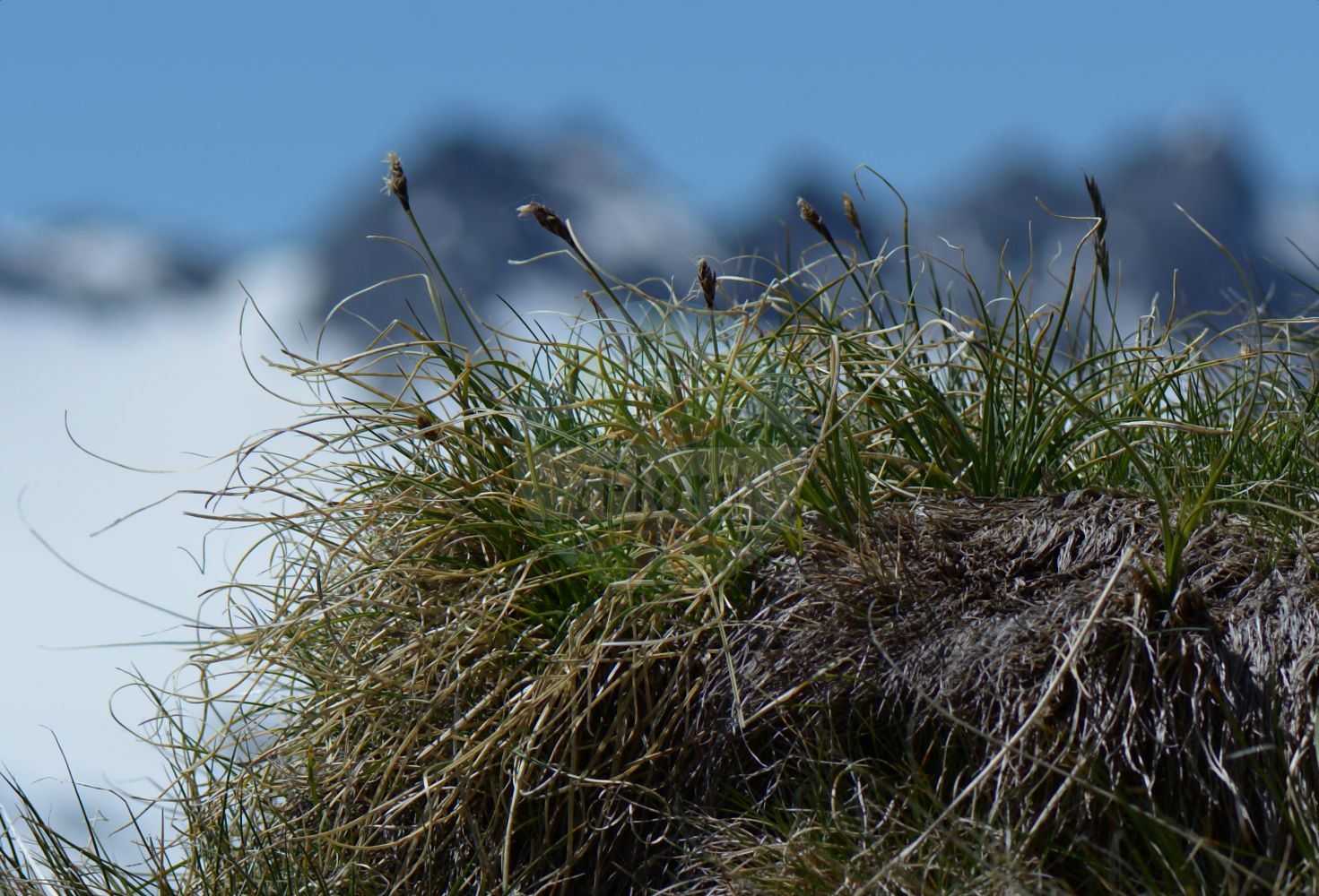 Foto von Carex curvula subsp. curvula (Silikat Krumm-Segge). Das Bild zeigt Blatt, Bluete und Frucht. Das Foto wurde in Stilfserjoch, Bormio, Lombardia, Italien, Alpen aufgenommen. ---- Photo of Carex curvula subsp. curvula (Silikat Krumm-Segge). The image is showing leaf, flower and fruit. The picture was taken in Stilfserjoch, Bormio, Lombardia, Italy, Alps.(Carex curvula subsp. curvula,Silikat Krumm-Segge,Carex curvula subsp. mirabilis,Silikat Krumm-Segge,Carex,Segge,Sedge,Cyperaceae,Sauergräser,Sedge family,Blatt,Bluete,Frucht,leaf,flower,fruit)