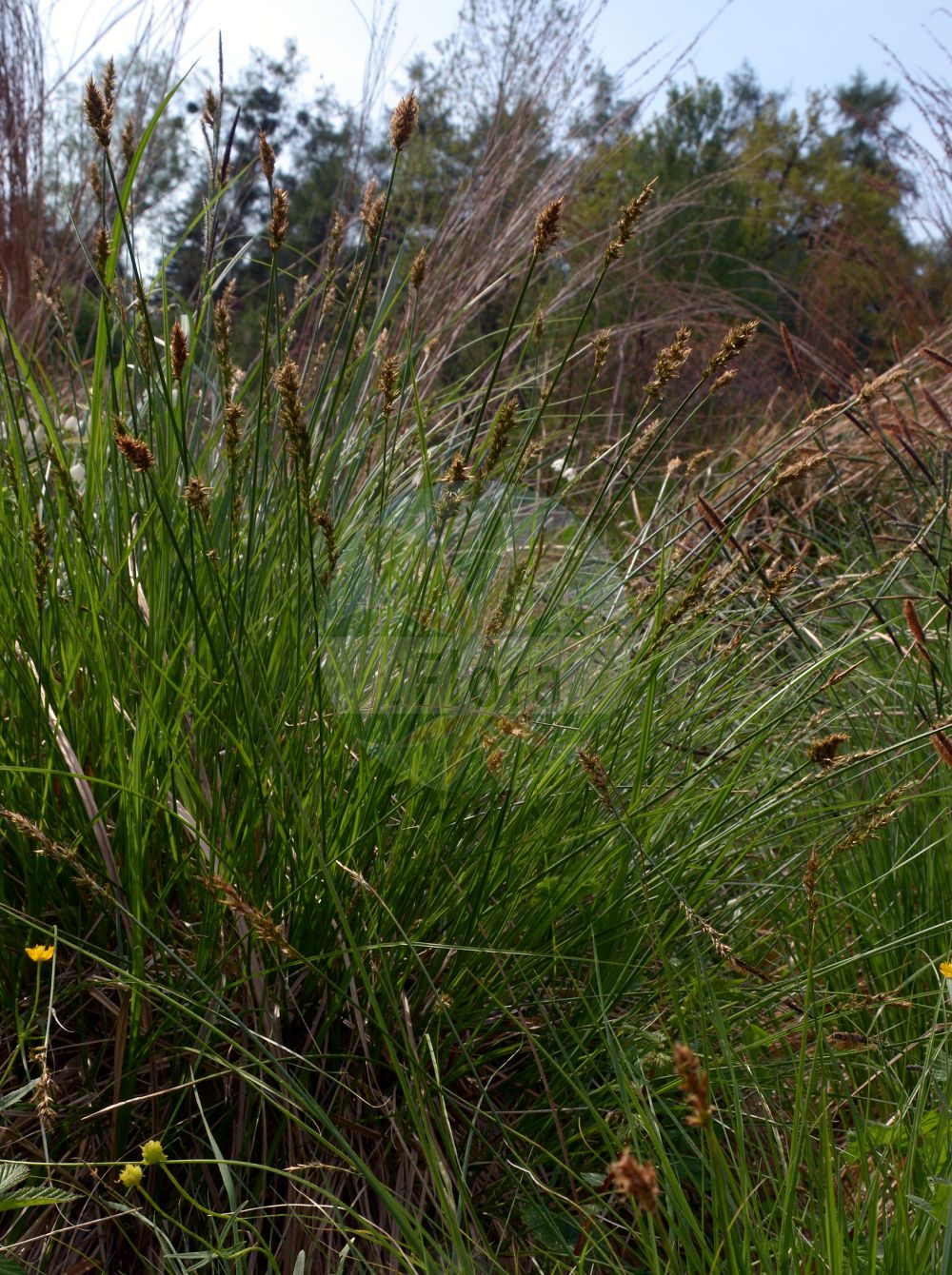 Foto von Carex appropinquata (Schwarzschopf-Segge - Fibrous Tussock-Sedge). Das Bild zeigt Blatt, Bluete und Frucht. Das Foto wurde in München, Bayern, Deutschland aufgenommen. ---- Photo of Carex appropinquata (Schwarzschopf-Segge - Fibrous Tussock-Sedge). The image is showing leaf, flower and fruit. The picture was taken in Munich, Bavaria, Germany.(Carex appropinquata,Schwarzschopf-Segge,Fibrous Tussock-Sedge,Carex appropinquata,Carex paradoxa,Vignea appropinquata,Vignea paradoxa,Schwarzschopf-Segge,Gedraengtaehrige Segge,Wunder-Segge,Fibrous Tussock-Sedge,Carex,Segge,Sedge,Cyperaceae,Sauergräser,Sedge family,Blatt,Bluete,Frucht,leaf,flower,fruit)