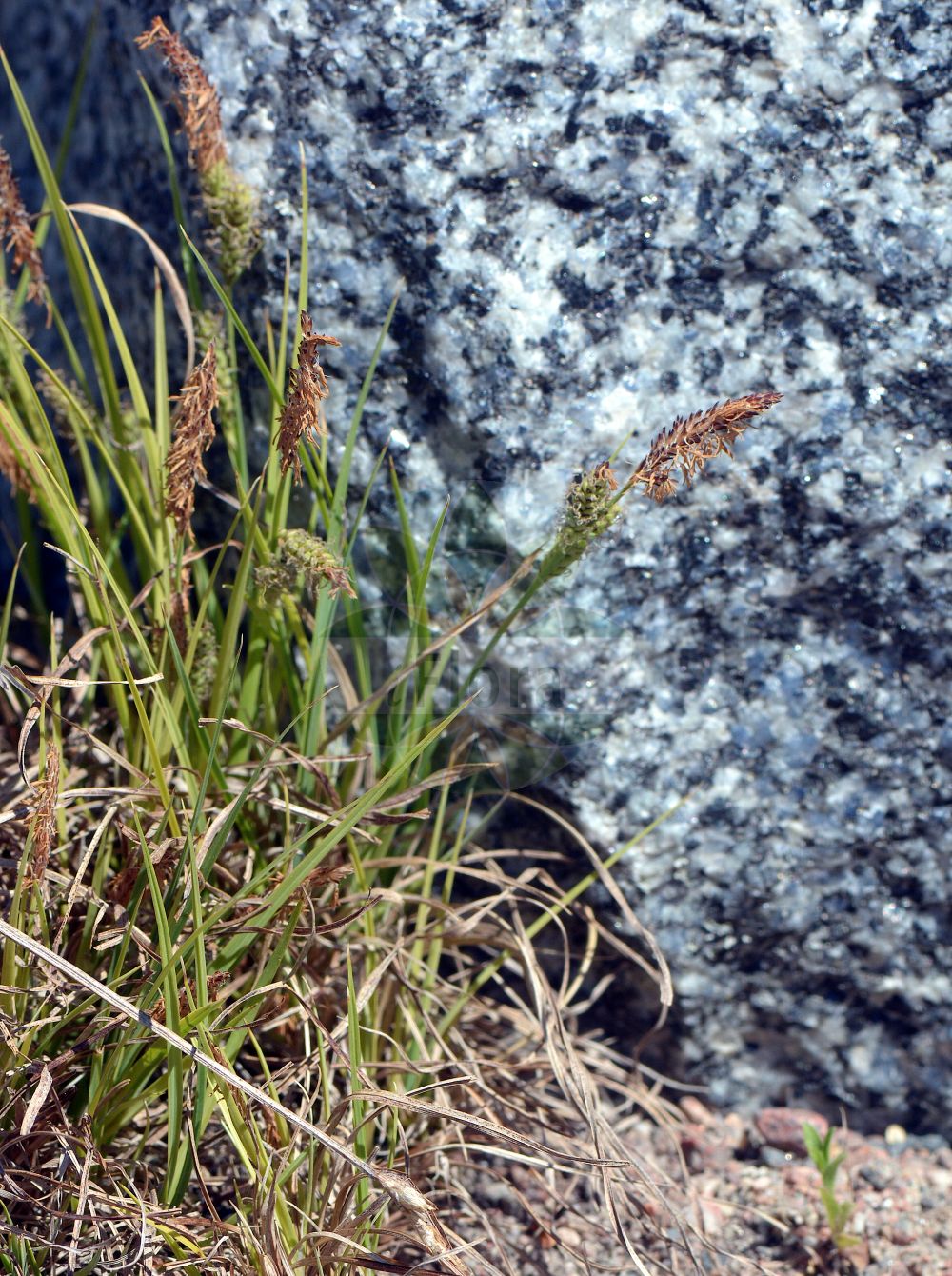 Foto von Carex aquatilis (Wasser-Segge - Water Sedge). Das Bild zeigt Blatt, Bluete und Frucht. Das Foto wurde in Uppsala, Schweden aufgenommen. ---- Photo of Carex aquatilis (Wasser-Segge - Water Sedge). The image is showing leaf, flower and fruit. The picture was taken in Uppsala, Sweden.(Carex aquatilis,Wasser-Segge,Water Sedge,Carex aquatilis,Carex stans,Wasser-Segge,Water Sedge,Straight-leaved Sedge,Carex,Segge,Sedge,Cyperaceae,Sauergräser,Sedge family,Blatt,Bluete,Frucht,leaf,flower,fruit)