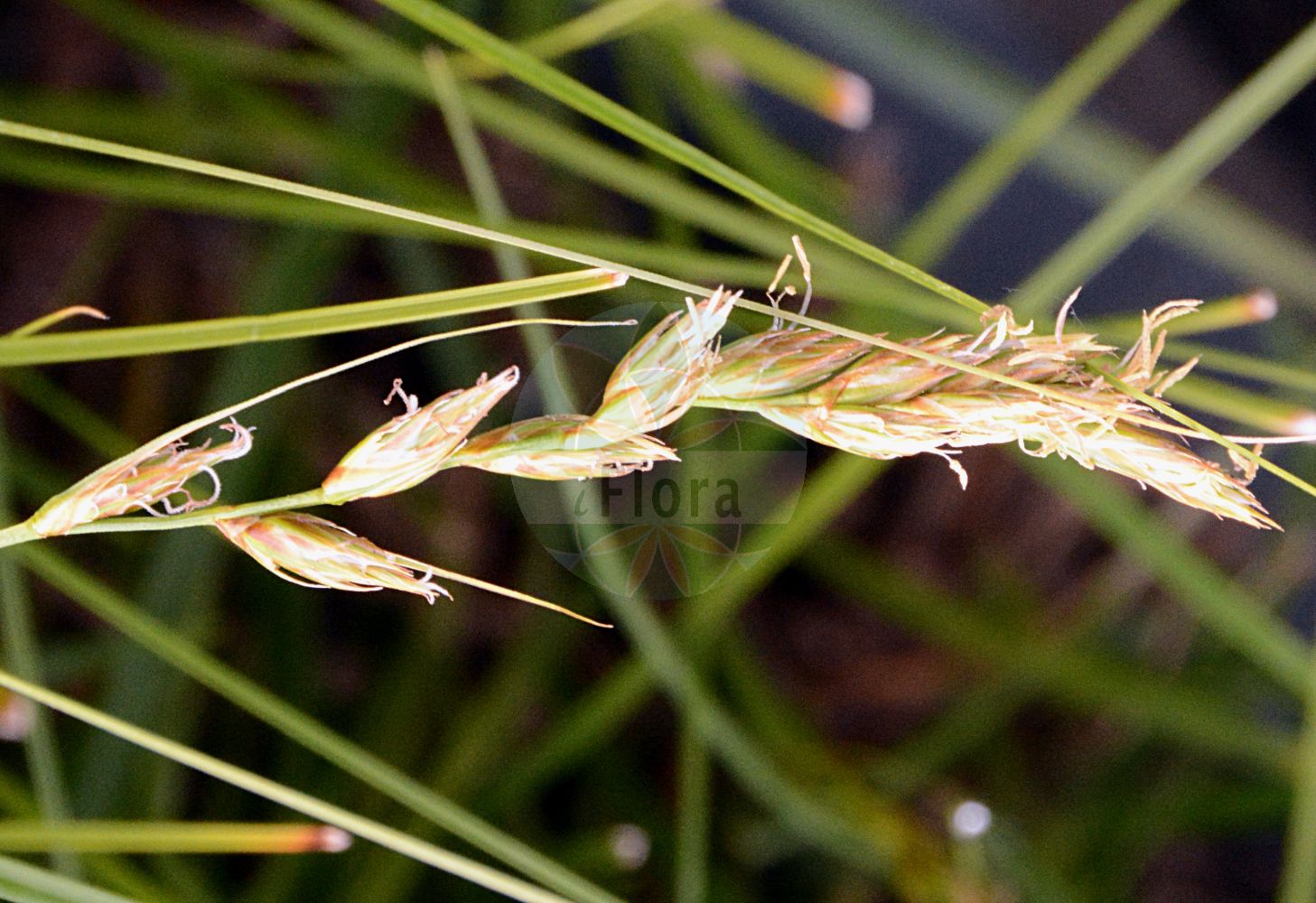 Foto von Carex arenaria (Sand-Segge - Sand Sedge). Das Bild zeigt Bluete und Frucht. Das Foto wurde in München, Bayern, Deutschland aufgenommen. ---- Photo of Carex arenaria (Sand-Segge - Sand Sedge). The image is showing flower and fruit. The picture was taken in Munich, Bavaria, Germany.(Carex arenaria,Sand-Segge,Sand Sedge,Carex arenaria,Sand-Segge,Sand Sedge,Common Sea-reed,Marram Matweed,Carex,Segge,Sedge,Cyperaceae,Sauergräser,Sedge family,Bluete,Frucht,flower,fruit)