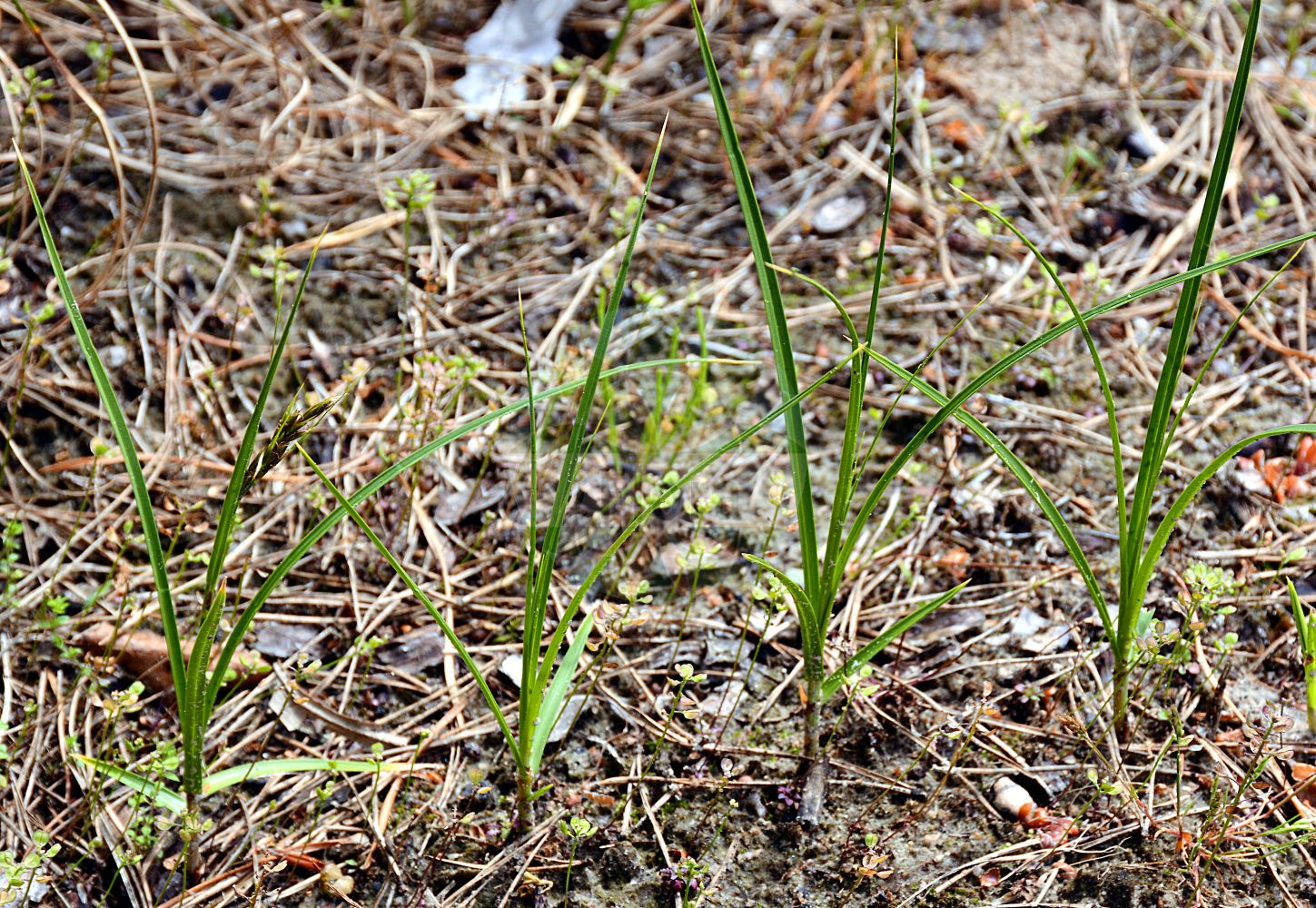 Carex arenaria - Cyperaceae,Plantae,Pteridobiotina,Angiosperms,Poales,Cyperaceae,Carex,Carex arenaria,Carex arenaria f. pallida, Carex arenaria f. pumila, Carex arenaria f. remota, Carex arenaria var. adjunta, Carex arenaria var. prostrata, Carex arenaria var. pseudoarenaria, Carex arenaria var. remota, Carex arenaria var. spiralis, Carex arenaria var. tenuis, Carex intermedia, Carex sabuletorum, Carex schreberi, Carex spadicea, Carex witheringii, Vignea arenaria,Sand-Segge;sand sedge;common sea-reed;marram matweed;laiche des sables;carosse;chiendent rouge;laîche des sables;salsepareille d'Allemagne;salsepareille des pauvres;carice comune;zand-zegge;zandzegge;junca-das-areias;carriço-da-areia;junça-das-areias;salsaparilha-da-alemanha;осока песчаная;kumsazı;pješčani šaš;sandstarr;sand-star;turzyca piaskowa;liivtarn;smilts grīslis;sandstorr;hietikkosara;пешчарска оштрица;smiltyninė viksva