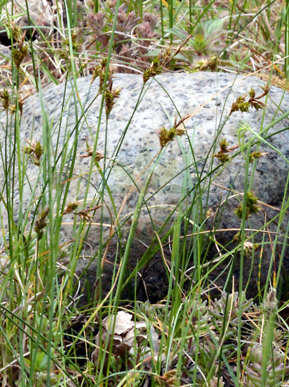 Carex colchica - Cyperaceae,Plantae,Pteridobiotina,Angiosperms,Poales,Cyperaceae,Carex,Carex colchica,Carex arenaria subsp. colchica, Carex arenaria subsp. ligerica, Carex arenaria var. castanea, Carex arenaria var. colchica, Carex colchica subsp. ligerica, Carex ligerica, Carex ligerica f. capitata, Carex ligerina, Carex schoenoides, Carex schreberi subsp. ligerica, Vignea colchica, Vignea ligerica,Französische Segge;french sedge;laîche de la Loire;осока луарская;ölandstarr;skrænt-star;turzyca loarska;осока колхідська;колхидска острица;gallia tarn;Ligeras grīslis;laibastiebė viksva