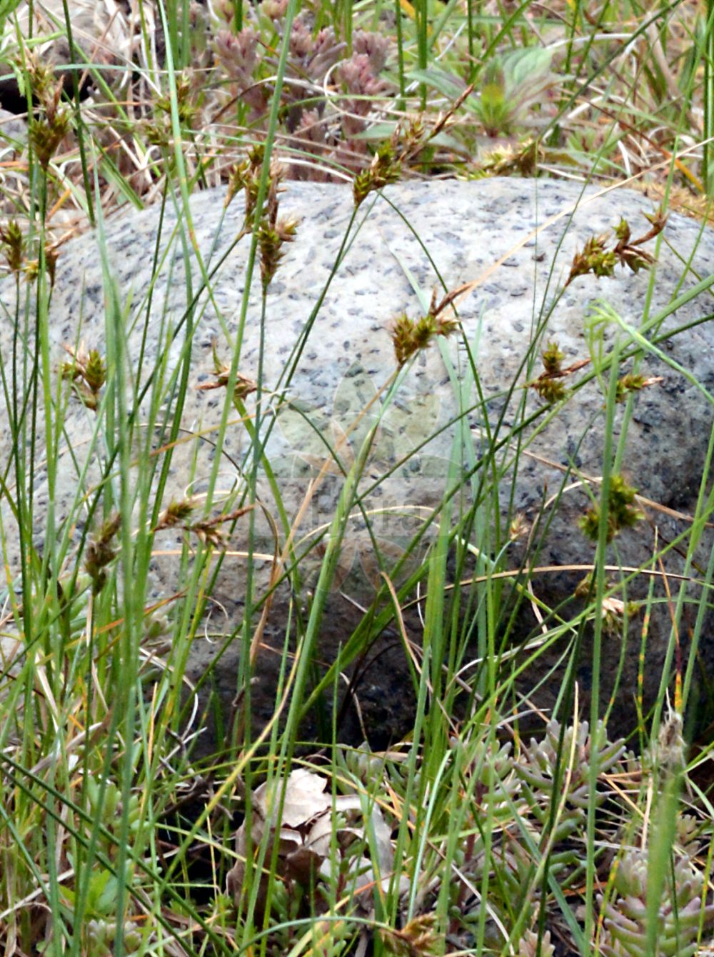 Foto von Carex colchica (Französische Segge - French Sedge). Das Bild zeigt Stamm, Blatt, Bluete und Frucht. Das Foto wurde in Dresden, Sachsen, Deutschland aufgenommen. ---- Photo of Carex colchica (Französische Segge - French Sedge). The image is showing stem, leaf, flower and fruit. The picture was taken in Dresden, Sachsen, Germany.(Carex colchica,Französische Segge,French Sedge,Carex colchica,Carex ligerica,Franzoesische Segge,French Sedge,Carex,Segge,Sedge,Cyperaceae,Sauergräser,Sedge family,Stamm,Blatt,Bluete,Frucht,stem,leaf,flower,fruit)