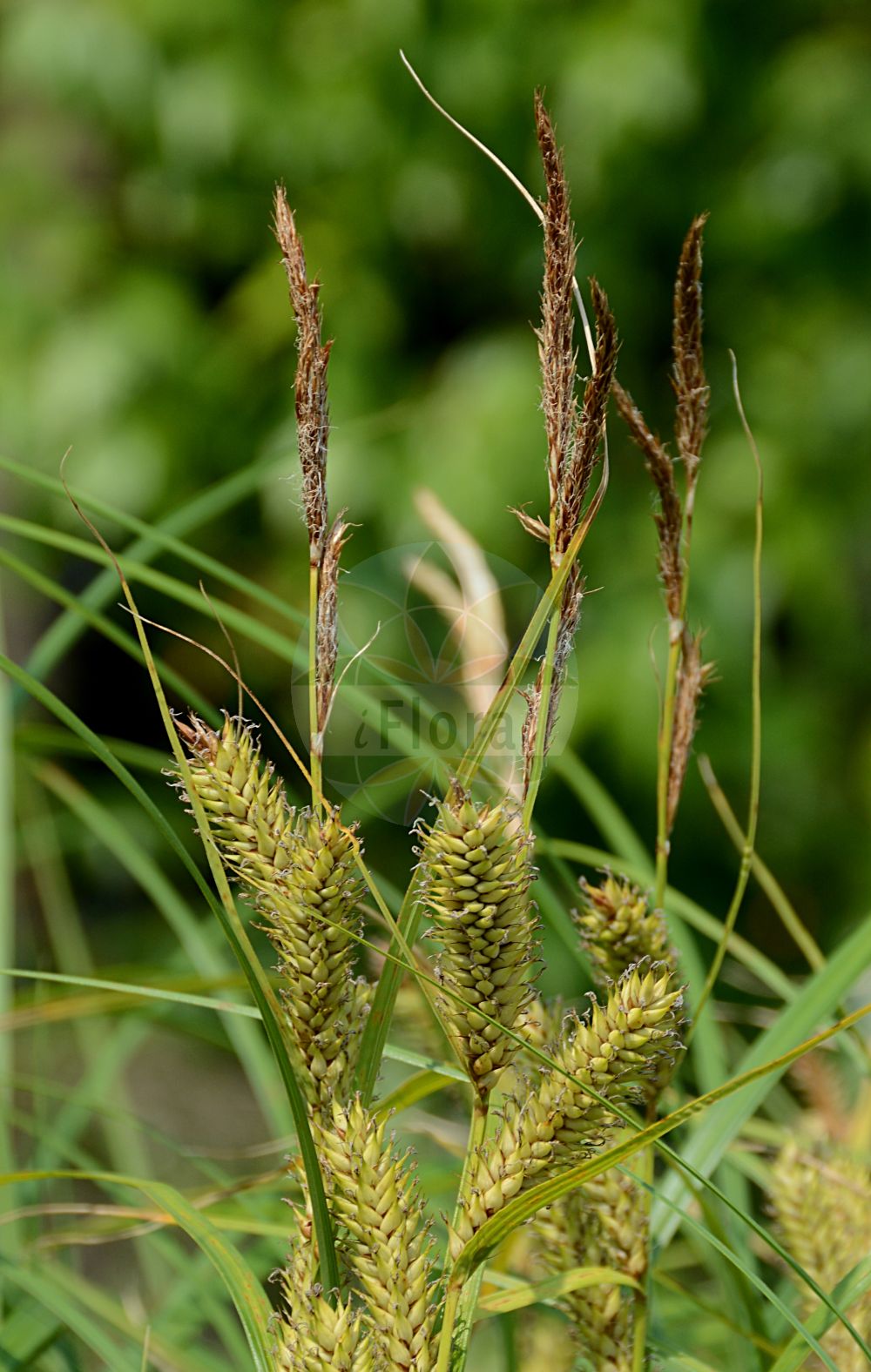 Foto von Carex atherodes (Große Grannen-Segge - Wheat Sedge). Das Bild zeigt Bluete und Frucht. ---- Photo of Carex atherodes (Große Grannen-Segge - Wheat Sedge). The image is showing flower and fruit.(Carex atherodes,Große Grannen-Segge,Wheat Sedge,Carex atherodes,Carex orthostachys,Carex siegertiana,Grosse Grannen-Segge,Wheat Sedge,Awned Sedge,Slough Sedge,Sugar-grass Sedge,Carex,Segge,Sedge,Cyperaceae,Sauergräser,Sedge family,Bluete,Frucht,flower,fruit)