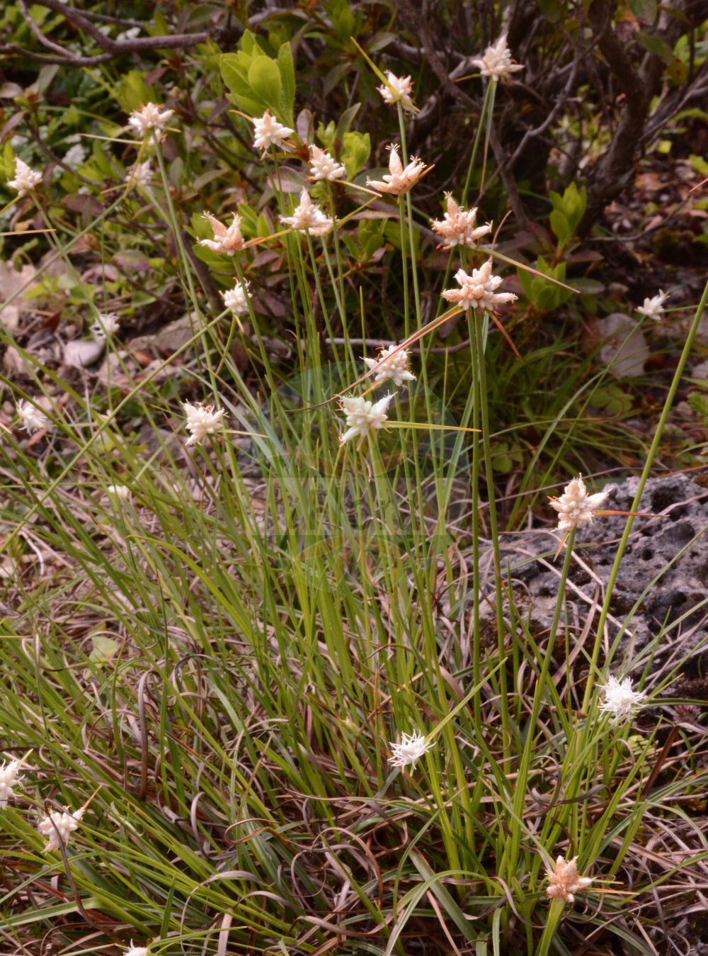 Foto von Carex baldensis (Monte Baldo-Segge - Monte Baldo Sedge). Das Bild zeigt Blatt, Bluete und Frucht. Das Foto wurde in München, Bayern, Deutschland aufgenommen. ---- Photo of Carex baldensis (Monte Baldo-Segge - Monte Baldo Sedge). The image is showing leaf, flower and fruit. The picture was taken in Munich, Bavaria, Germany.(Carex baldensis,Monte Baldo-Segge,Monte Baldo Sedge,Carex baldensis,Monte Baldo-Segge,Monte Baldo Sedge,Carex,Segge,Sedge,Cyperaceae,Sauergräser,Sedge family,Blatt,Bluete,Frucht,leaf,flower,fruit)