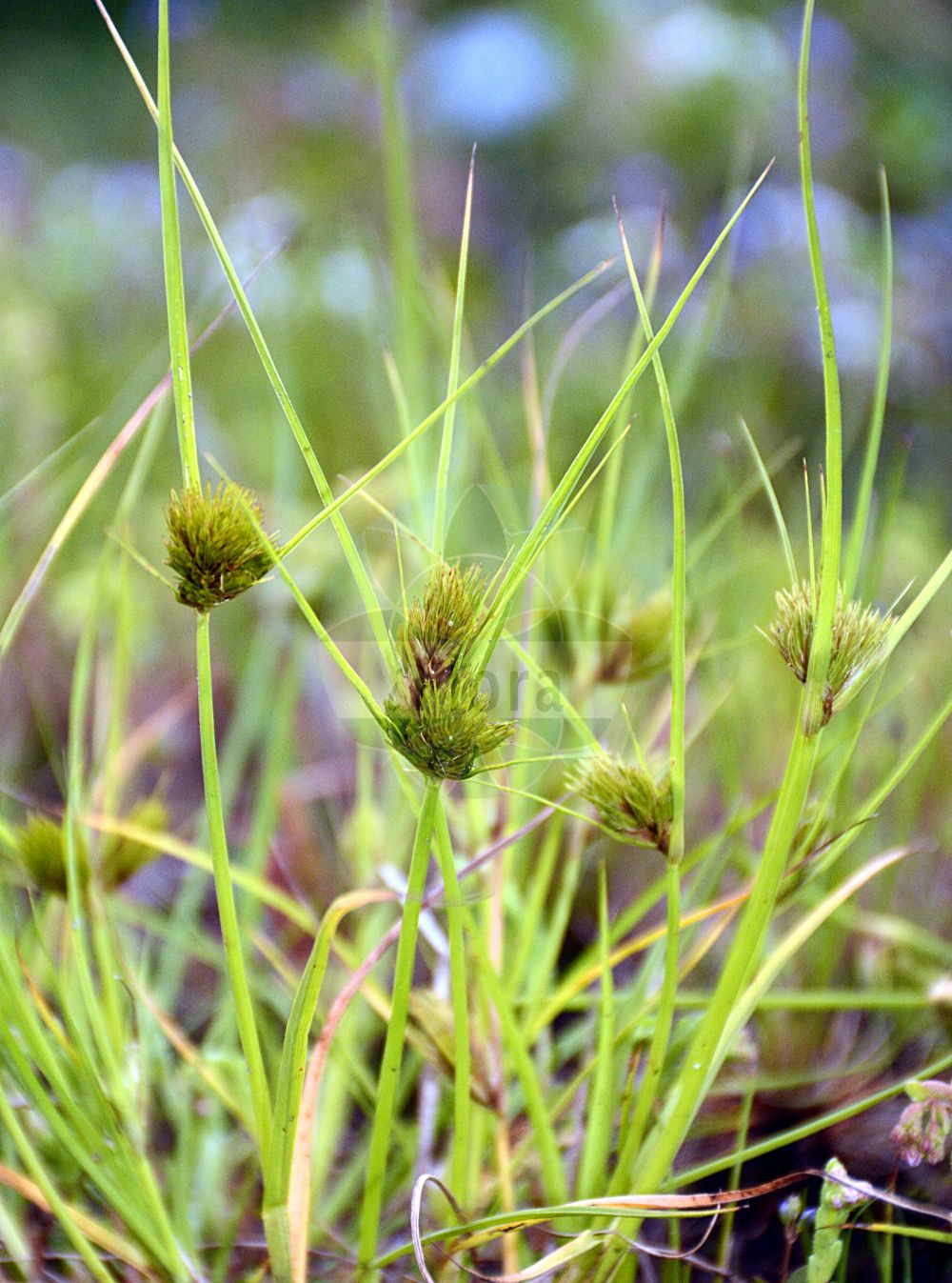 Foto von Carex bohemica (Zypergras-Segge - Bohemian Sedge). Das Bild zeigt Blatt, Bluete und Frucht. Das Foto wurde in München, Bayern, Deutschland aufgenommen. ---- Photo of Carex bohemica (Zypergras-Segge - Bohemian Sedge). The image is showing leaf, flower and fruit. The picture was taken in Munich, Bavaria, Germany.(Carex bohemica,Zypergras-Segge,Bohemian Sedge,Carex bohemica,Carex cyperoides,Vignea bohemica,Zypergras-Segge,Carex cyperoides L.,Bohemian Sedge,Carex,Segge,Sedge,Cyperaceae,Sauergräser,Sedge family,Blatt,Bluete,Frucht,leaf,flower,fruit)