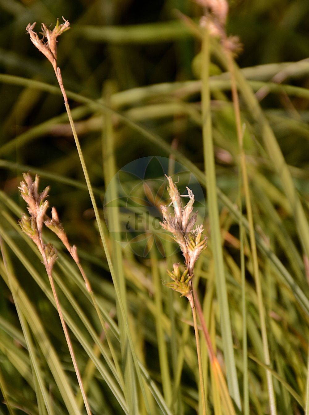 Foto von Carex brizoides (Zittergras-Segge - Quaking-grass Sedge). Das Bild zeigt Blatt, Bluete und Frucht. Das Foto wurde in Berlin, Deutschland aufgenommen. ---- Photo of Carex brizoides (Zittergras-Segge - Quaking-grass Sedge). The image is showing leaf, flower and fruit. The picture was taken in Berlin, Germany.(Carex brizoides,Zittergras-Segge,Quaking-grass Sedge,Carex brizoides,Carex pseudobrizoides,Vignea brizoides,Vignea pseudobrizoides,Zittergras-Segge,Quaking-grass Sedge,Alpine Grass,Quaking Sedge,Carex,Segge,Sedge,Cyperaceae,Sauergräser,Sedge family,Blatt,Bluete,Frucht,leaf,flower,fruit)