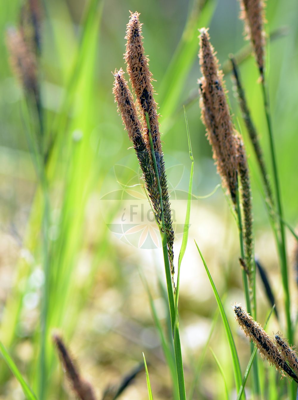 Foto von Carex buekii (Banater Segge - Banat Sedge). Das Bild zeigt Bluete und Frucht. Das Foto wurde in München, Bayern, Deutschland aufgenommen. ---- Photo of Carex buekii (Banater Segge - Banat Sedge). The image is showing flower and fruit. The picture was taken in Munich, Bavaria, Germany.(Carex buekii,Banater Segge,Banat Sedge,Carex buekii,Carex cespitosa var. buekii,Banater Segge,Banat Sedge,Carex,Segge,Sedge,Cyperaceae,Sauergräser,Sedge family,Bluete,Frucht,flower,fruit)