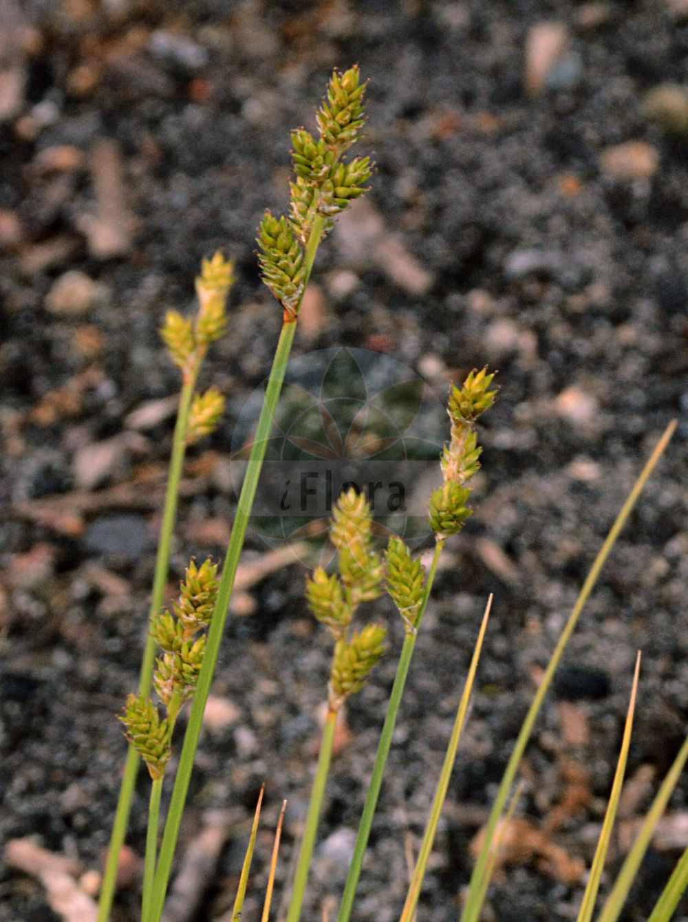 Foto von Carex canescens (Grau-Segge - White Sedge). Das Bild zeigt Bluete und Frucht. Das Foto wurde in Bremen, Deutschland aufgenommen. ---- Photo of Carex canescens (Grau-Segge - White Sedge). The image is showing flower and fruit. The picture was taken in Bremen, Germany.(Carex canescens,Grau-Segge,White Sedge,Carex canescens,Carex cinerea,Carex curta,Carex hylaea,Vignea cinerea,Grau-Segge,White Sedge,Pale Sedge,Silvery Sedge,Carex,Segge,Sedge,Cyperaceae,Sauergräser,Sedge family,Bluete,Frucht,flower,fruit)