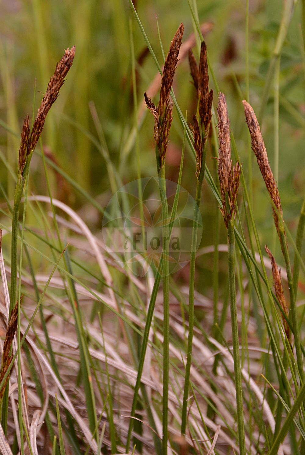 Foto von Carex caryophyllea (Frühlings-Segge - Spring-Sedge). Das Bild zeigt Bluete und Frucht. Das Foto wurde in Bremen, Deutschland aufgenommen. ---- Photo of Carex caryophyllea (Frühlings-Segge - Spring-Sedge). The image is showing flower and fruit. The picture was taken in Bremen, Germany.(Carex caryophyllea,Frühlings-Segge,Spring-Sedge,Carex caryophyllea,Carex fuscotincta,Carex ruthenica,Carex trachyantha,Carex verna,Fruehlings-Segge,Spring-Sedge,Vernal Sedge,Carex,Segge,Sedge,Cyperaceae,Sauergräser,Sedge family,Bluete,Frucht,flower,fruit)