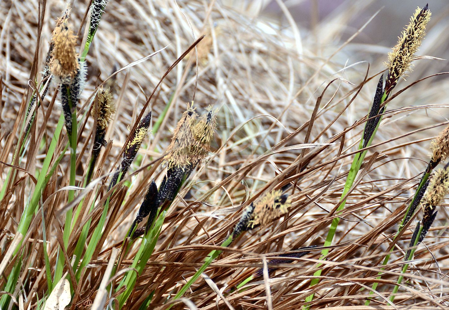 Foto von Carex cespitosa (Rasen-Segge - Lesser Tufted-Sedge). Das Bild zeigt Bluete und Frucht. Das Foto wurde in Mainz, Rheinland-Pfalz, Deutschland aufgenommen. ---- Photo of Carex cespitosa (Rasen-Segge - Lesser Tufted-Sedge). The image is showing flower and fruit. The picture was taken in Mainz, Rhineland-Palatinate, Germany.(Carex cespitosa,Rasen-Segge,Lesser Tufted-Sedge,Carex cespitosa,Carex inumbrata,Carex neglecta,Carex retorta,Vignea neglecta,Rasen-Segge,Lesser Tufted-Sedge,Carex,Segge,Sedge,Cyperaceae,Sauergräser,Sedge family,Bluete,Frucht,flower,fruit)