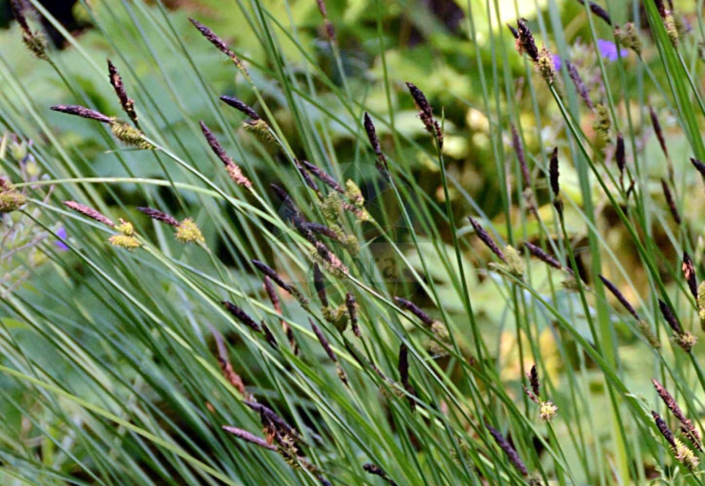 Foto von Carex cespitosa (Rasen-Segge - Lesser Tufted-Sedge). Das Bild zeigt Blatt, Bluete und Frucht. ---- Photo of Carex cespitosa (Rasen-Segge - Lesser Tufted-Sedge). The image is showing leaf, flower and fruit.(Carex cespitosa,Rasen-Segge,Lesser Tufted-Sedge,Carex cespitosa,Carex inumbrata,Carex neglecta,Carex retorta,Vignea neglecta,Rasen-Segge,Lesser Tufted-Sedge,Carex,Segge,Sedge,Cyperaceae,Sauergräser,Sedge family,Blatt,Bluete,Frucht,leaf,flower,fruit)
