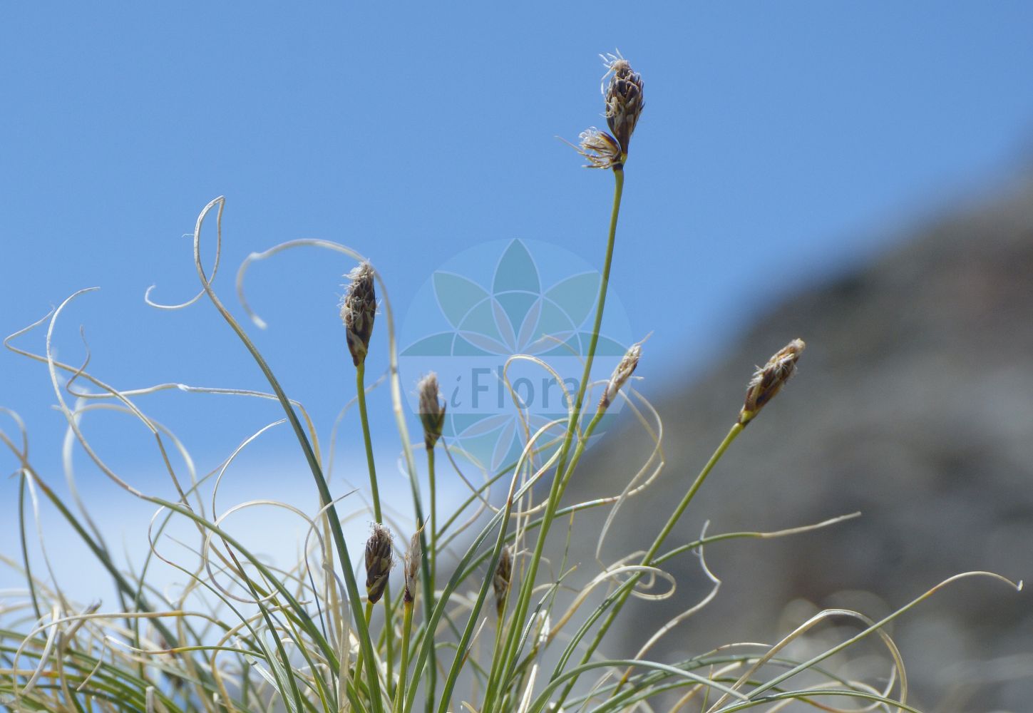 Foto von Carex curvula (Krumm-Segge - Curly Sedge). Das Bild zeigt Blatt, Bluete und Frucht. Das Foto wurde in Stilfserjoch, Bormio, Lombardia, Italien, Alpen aufgenommen. ---- Photo of Carex curvula (Krumm-Segge - Curly Sedge). The image is showing leaf, flower and fruit. The picture was taken in Stilfserjoch, Bormio, Lombardia, Italy, Alps.(Carex curvula,Krumm-Segge,Curly Sedge,Carex curvula,Krumm-Segge,Rosas Krumm-Segge,Curly Sedge,Carex,Segge,Sedge,Cyperaceae,Sauergräser,Sedge family,Blatt,Bluete,Frucht,leaf,flower,fruit)