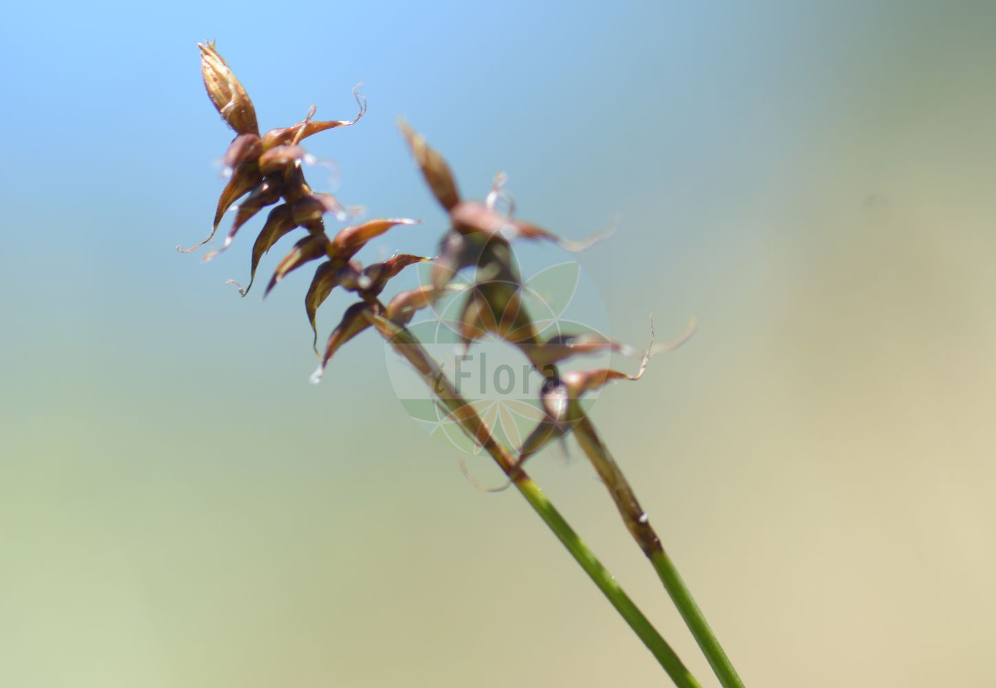 Foto von Carex davalliana (Davalls Segge - Davall's Sedge). Das Bild zeigt Bluete und Frucht. Das Foto wurde in Oslo, Norwegen aufgenommen. ---- Photo of Carex davalliana (Davalls Segge - Davall's Sedge). The image is showing flower and fruit. The picture was taken in Oslo, Norway.(Carex davalliana,Davalls Segge,Davall's Sedge,Carex davalliana,Vignea davalliana,Davalls Segge,Davall's Sedge,Carex,Segge,Sedge,Cyperaceae,Sauergräser,Sedge family,Bluete,Frucht,flower,fruit)