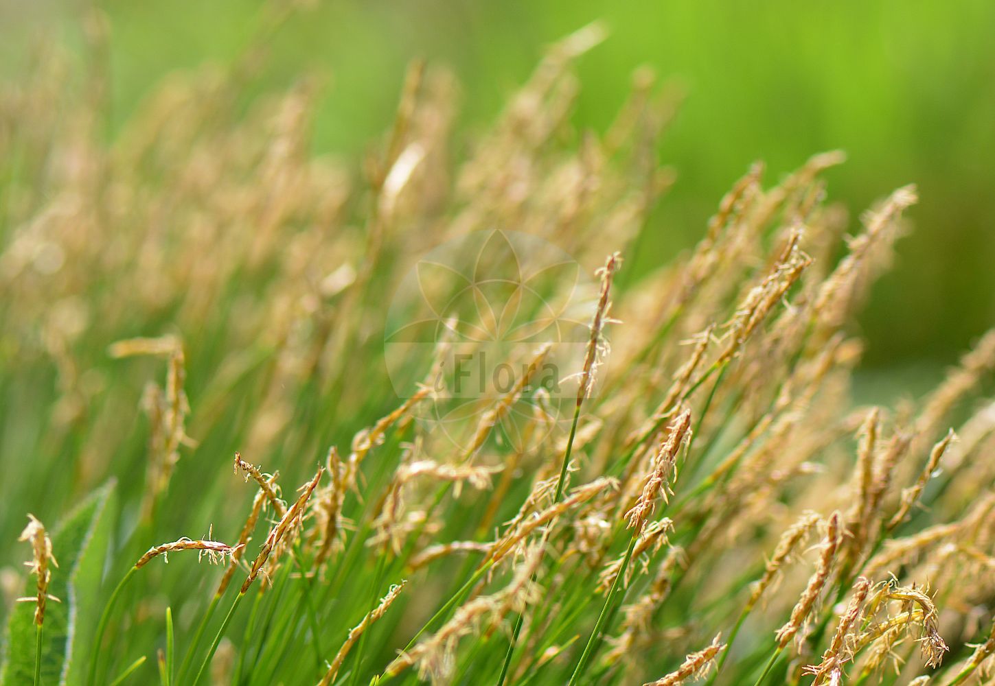 Foto von Carex davalliana (Davalls Segge - Davall's Sedge). Das Bild zeigt Blatt, Bluete und Frucht. Das Foto wurde in München, Bayern, Deutschland aufgenommen. ---- Photo of Carex davalliana (Davalls Segge - Davall's Sedge). The image is showing leaf, flower and fruit. The picture was taken in Munich, Bavaria, Germany.(Carex davalliana,Davalls Segge,Davall's Sedge,Carex davalliana,Vignea davalliana,Davalls Segge,Davall's Sedge,Carex,Segge,Sedge,Cyperaceae,Sauergräser,Sedge family,Blatt,Bluete,Frucht,leaf,flower,fruit)