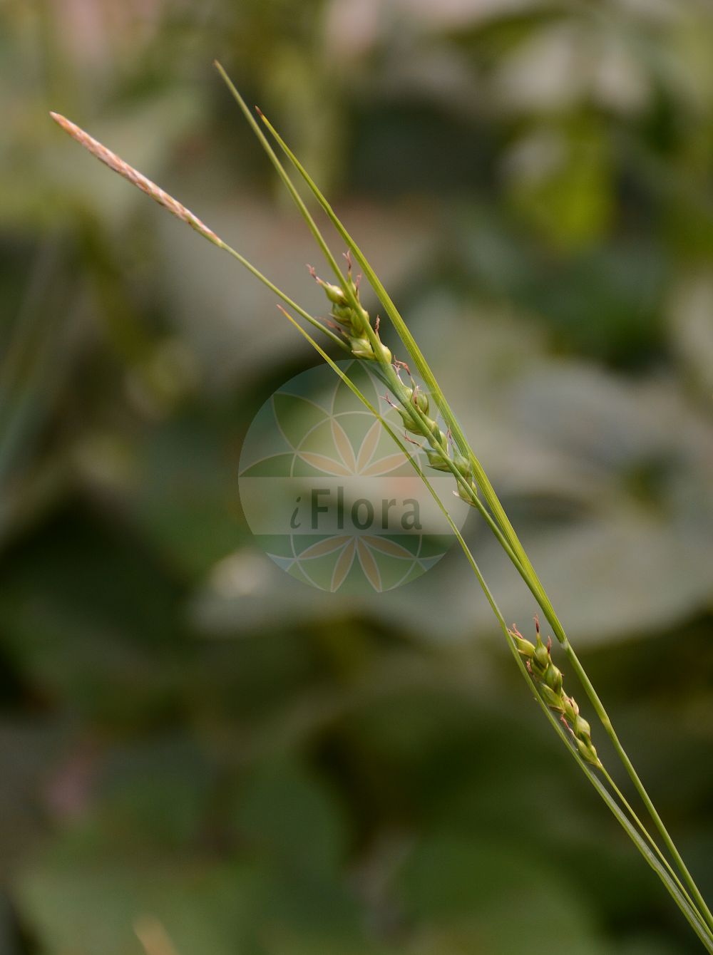 Carex depauperata - Cyperaceae,Plantae,Pteridobiotina,Angiosperms,Poales,Cyperaceae,Carex,Carex depauperata,Carex monilifera, Carex triflora, Carex ventricosa, Loxotrema triflora, Trasus depauperatus,Verarmte Segge;Armblütige Segge;starved wood-sedge;Laîche appauvrie;Carice impoverita;körpesaz;presje;càrex depauperat;trbušasti šaš;осока збіднена;малоцветна острица;малоцветна оштрица