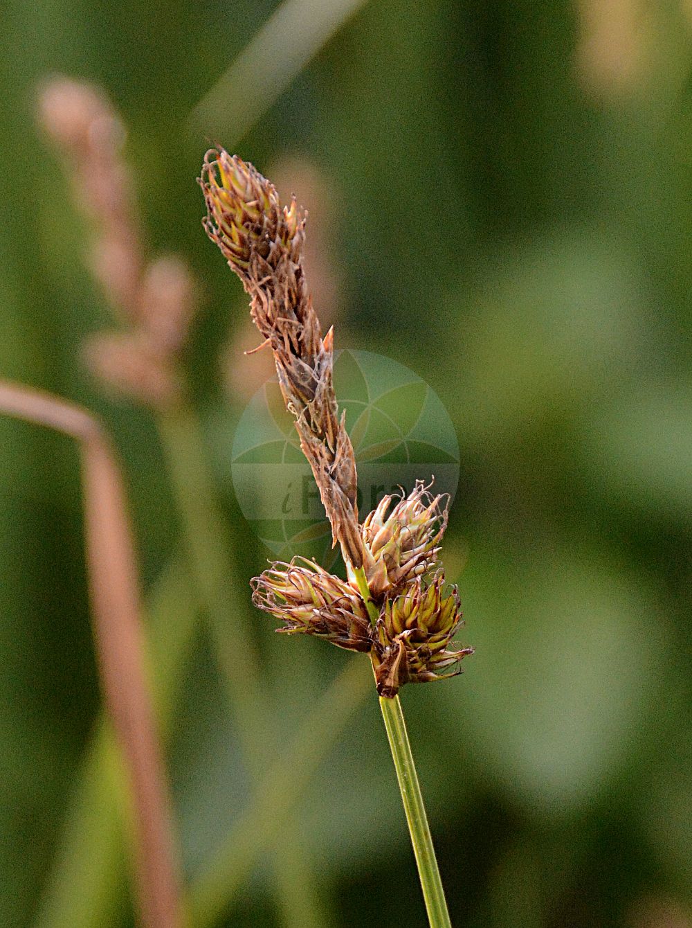 Foto von Carex disticha (Zweizeilige Segge - Brown Sedge). Das Bild zeigt Bluete und Frucht. Das Foto wurde in München, Bayern, Deutschland aufgenommen. ---- Photo of Carex disticha (Zweizeilige Segge - Brown Sedge). The image is showing flower and fruit. The picture was taken in Munich, Bavaria, Germany.(Carex disticha,Zweizeilige Segge,Brown Sedge,Carex disticha,Carex grossheimii,Carex intermedia,Carex modesta,Vignea disticha,Zweizeilige Segge,Kamm-Segge,Brown Sedge,Tworank Sedge,Carex,Segge,Sedge,Cyperaceae,Sauergräser,Sedge family,Bluete,Frucht,flower,fruit)