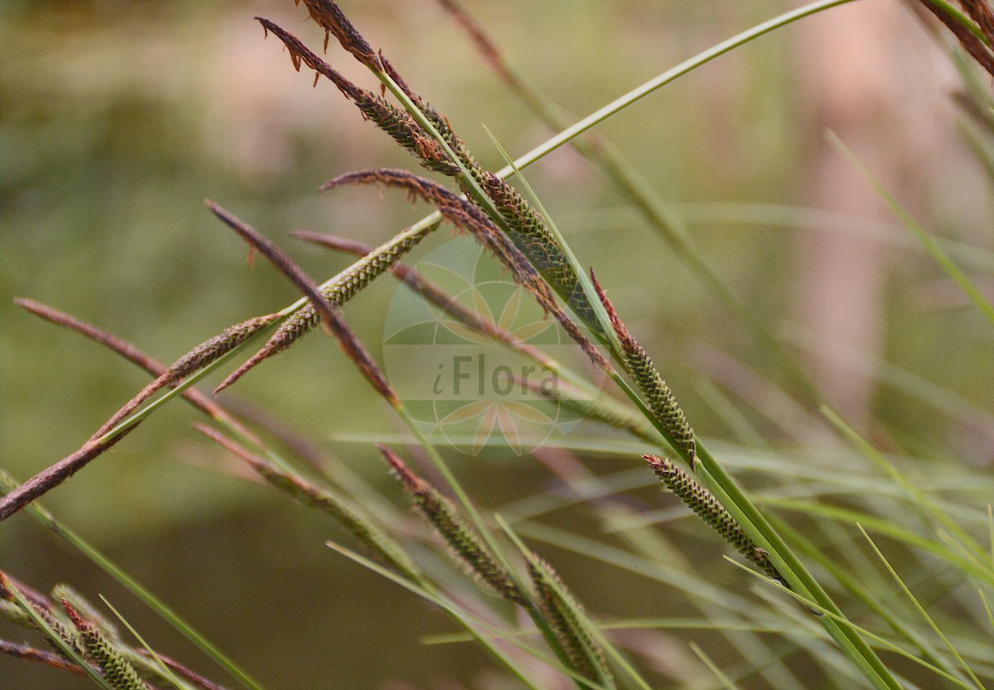 Foto von Carex elata (Steife Segge - Tufted-Sedge). Das Bild zeigt Blatt, Bluete und Frucht. Das Foto wurde in Linz, Oberösterreich, Österreich aufgenommen. ---- Photo of Carex elata (Steife Segge - Tufted-Sedge). The image is showing leaf, flower and fruit. The picture was taken in Linz, Upper Austria, Austria.(Carex elata,Steife Segge,Tufted-Sedge,Carex elata,Steife Segge,Tufted-Sedge,Tussock Sedge,Carex,Segge,Sedge,Cyperaceae,Sauergräser,Sedge family,Blatt,Bluete,Frucht,leaf,flower,fruit)