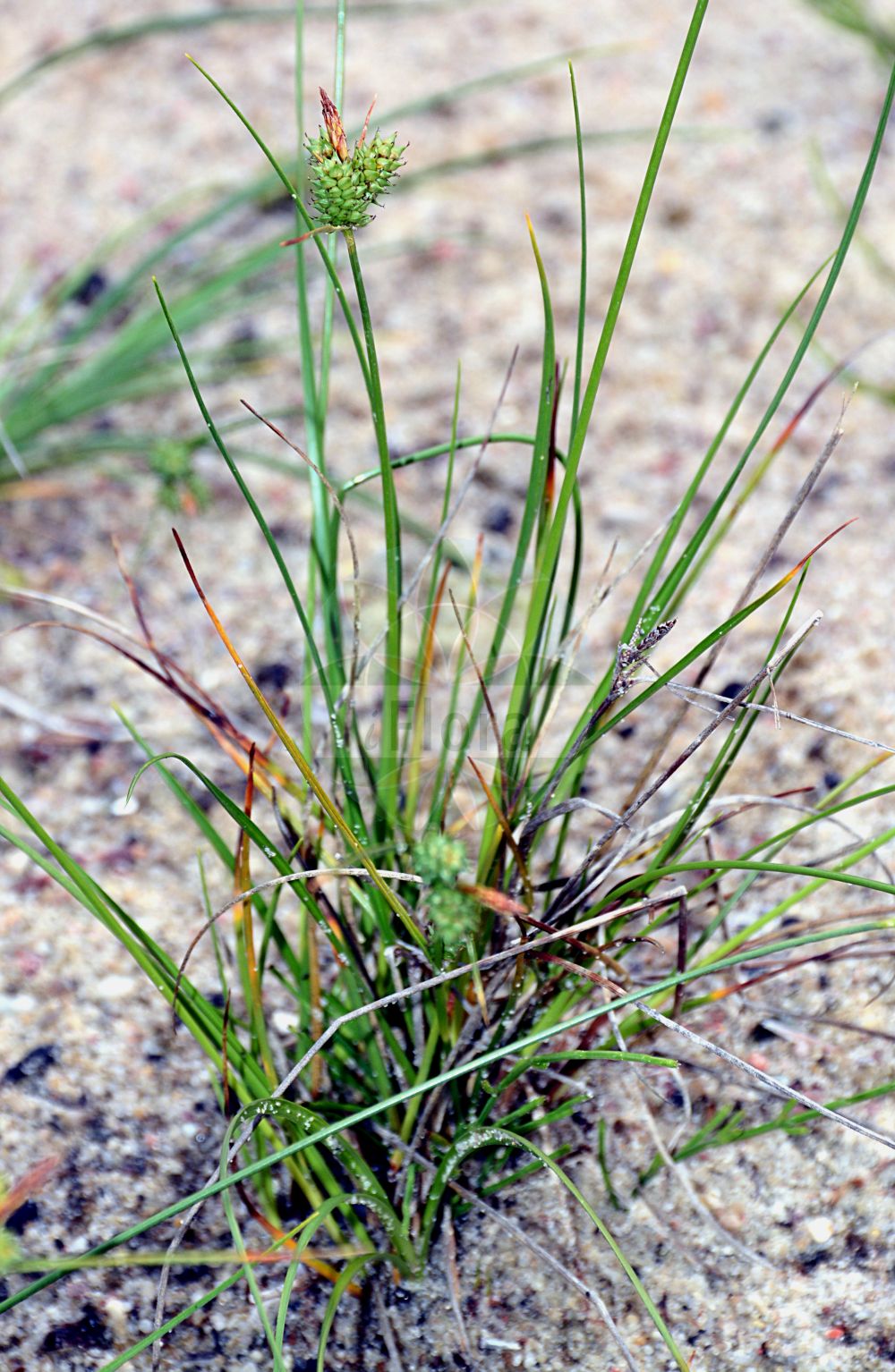 Foto von Carex extensa (Strand-Segge - Long-bracted Sedge). Das Bild zeigt Blatt, Bluete und Frucht. ---- Photo of Carex extensa (Strand-Segge - Long-bracted Sedge). The image is showing leaf, flower and fruit.(Carex extensa,Strand-Segge,Long-bracted Sedge,Carex extensa,Strand-Segge,Ausgedehnte Segge,Long-bracted Sedge,Longbract Sedge,Saltmarsh Sedge,Carex,Segge,Sedge,Cyperaceae,Sauergräser,Sedge family,Blatt,Bluete,Frucht,leaf,flower,fruit)