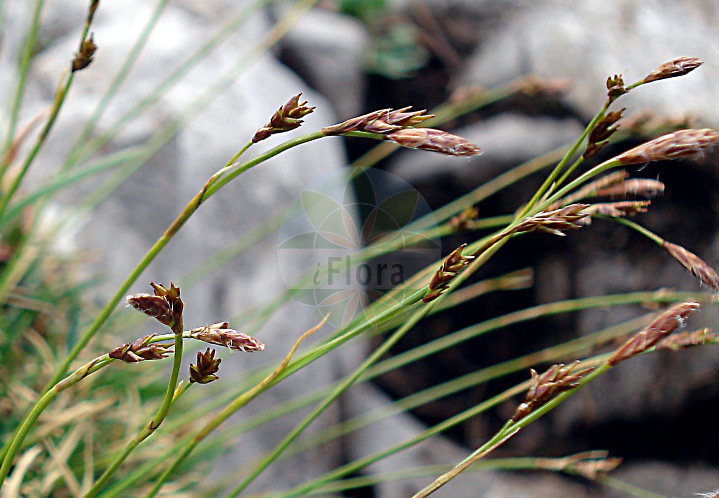 Foto von Carex firma (Polster-Segge - Cushion Sedge). Das Bild zeigt Blatt, Bluete und Frucht. Das Foto wurde in Kleinwalsertal, Mittelberg, Vorarlberg, Österreich, Alpen aufgenommen. ---- Photo of Carex firma (Polster-Segge - Cushion Sedge). The image is showing leaf, flower and fruit. The picture was taken in Kleinwalsertal, Mittelberg, Vorarlberg, Austria, Alps.(Carex firma,Polster-Segge,Cushion Sedge,Carex firma,Polster-Segge,Cushion Sedge,Carex,Segge,Sedge,Cyperaceae,Sauergräser,Sedge family,Blatt,Bluete,Frucht,leaf,flower,fruit)