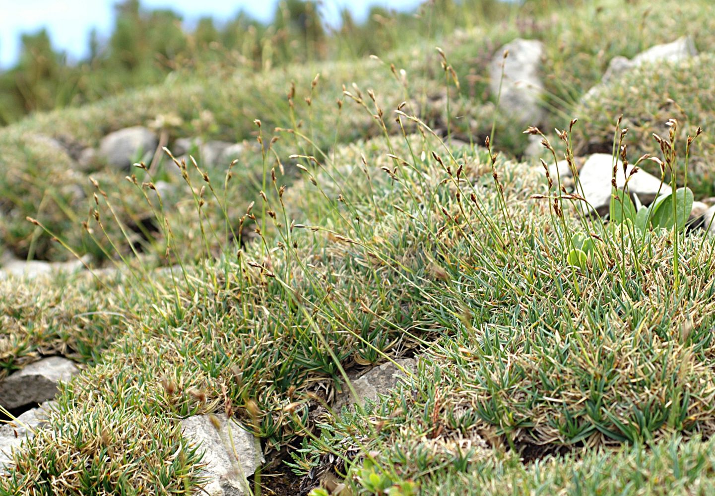 Foto von Carex firma (Polster-Segge - Cushion Sedge). Das Bild zeigt Blatt, Bluete und Frucht. Das Foto wurde in Kleinwalsertal, Mittelberg, Vorarlberg, Österreich, Alpen aufgenommen. ---- Photo of Carex firma (Polster-Segge - Cushion Sedge). The image is showing leaf, flower and fruit. The picture was taken in Kleinwalsertal, Mittelberg, Vorarlberg, Austria, Alps.(Carex firma,Polster-Segge,Cushion Sedge,Carex firma,Polster-Segge,Cushion Sedge,Carex,Segge,Sedge,Cyperaceae,Sauergräser,Sedge family,Blatt,Bluete,Frucht,leaf,flower,fruit)