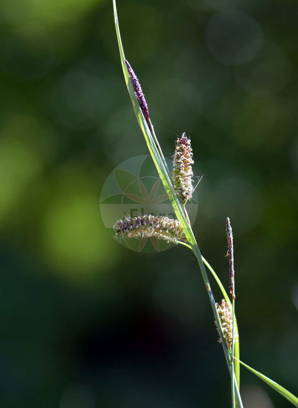 Foto von Carex flacca (Blaugrüne Segge - Glaucous Sedge). Das Bild zeigt Blatt, Bluete und Frucht. Das Foto wurde in Bochum, Nordrhein-Westfalen, Deutschland aufgenommen. ---- Photo of Carex flacca (Blaugrüne Segge - Glaucous Sedge). The image is showing leaf, flower and fruit. The picture was taken in Bochum, North Rhine-Westphalia, Germany.(Carex flacca,Blaugrüne Segge,Glaucous Sedge,Carex flacca,Blaugruene Segge,Glaucous Sedge,Carnationgrass,Heath Sedge,Carex,Segge,Sedge,Cyperaceae,Sauergräser,Sedge family,Blatt,Bluete,Frucht,leaf,flower,fruit)