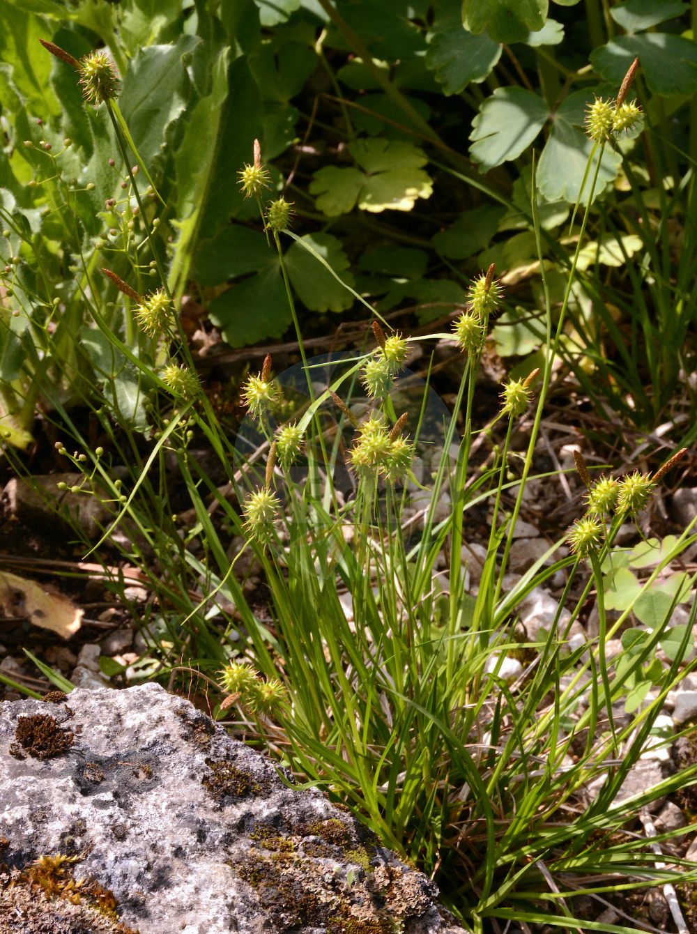 Foto von Carex flava (Gelb-Segge - Large Yellow-Sedge). Das Bild zeigt Blatt, Bluete und Frucht. Das Foto wurde in München, Bayern, Deutschland aufgenommen. ---- Photo of Carex flava (Gelb-Segge - Large Yellow-Sedge). The image is showing leaf, flower and fruit. The picture was taken in Munich, Bavaria, Germany.(Carex flava,Gelb-Segge,Large Yellow-Sedge,Carex flava,Carex flavella,Carex nevadensis subsp. flavella,Gelb-Segge,Alpen-Gelb-Segge,Gewoehnliche Gelbsegge,Large Yellow-Sedge,Common Yellow Sedge,Yellow Sedge,Carex,Segge,Sedge,Cyperaceae,Sauergräser,Sedge family,Blatt,Bluete,Frucht,leaf,flower,fruit)